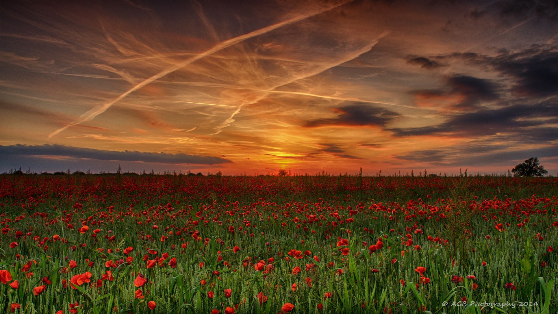 naturaleza campo amapolas verano cielo puesta de sol