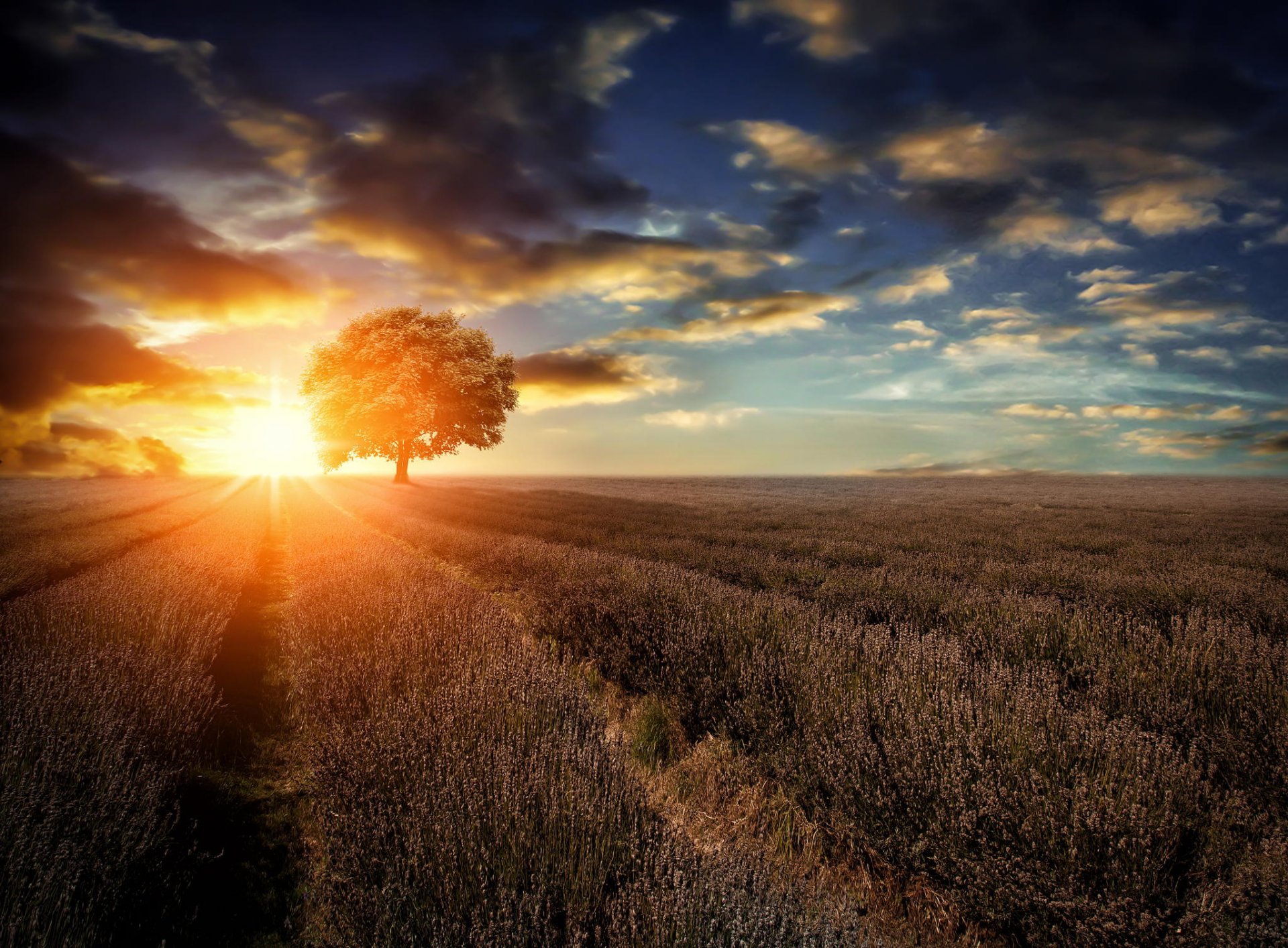 champ paysage arbre lavande