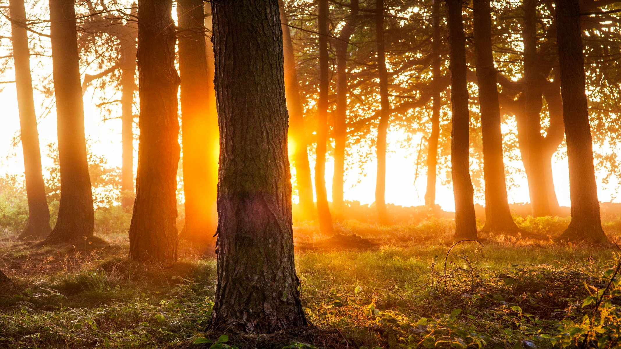 foresta alberi luce natura