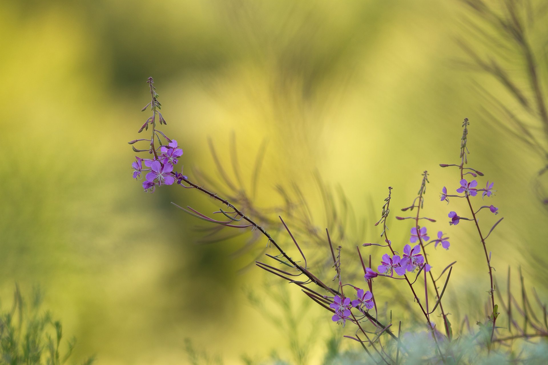 plante fleurs lilas fond