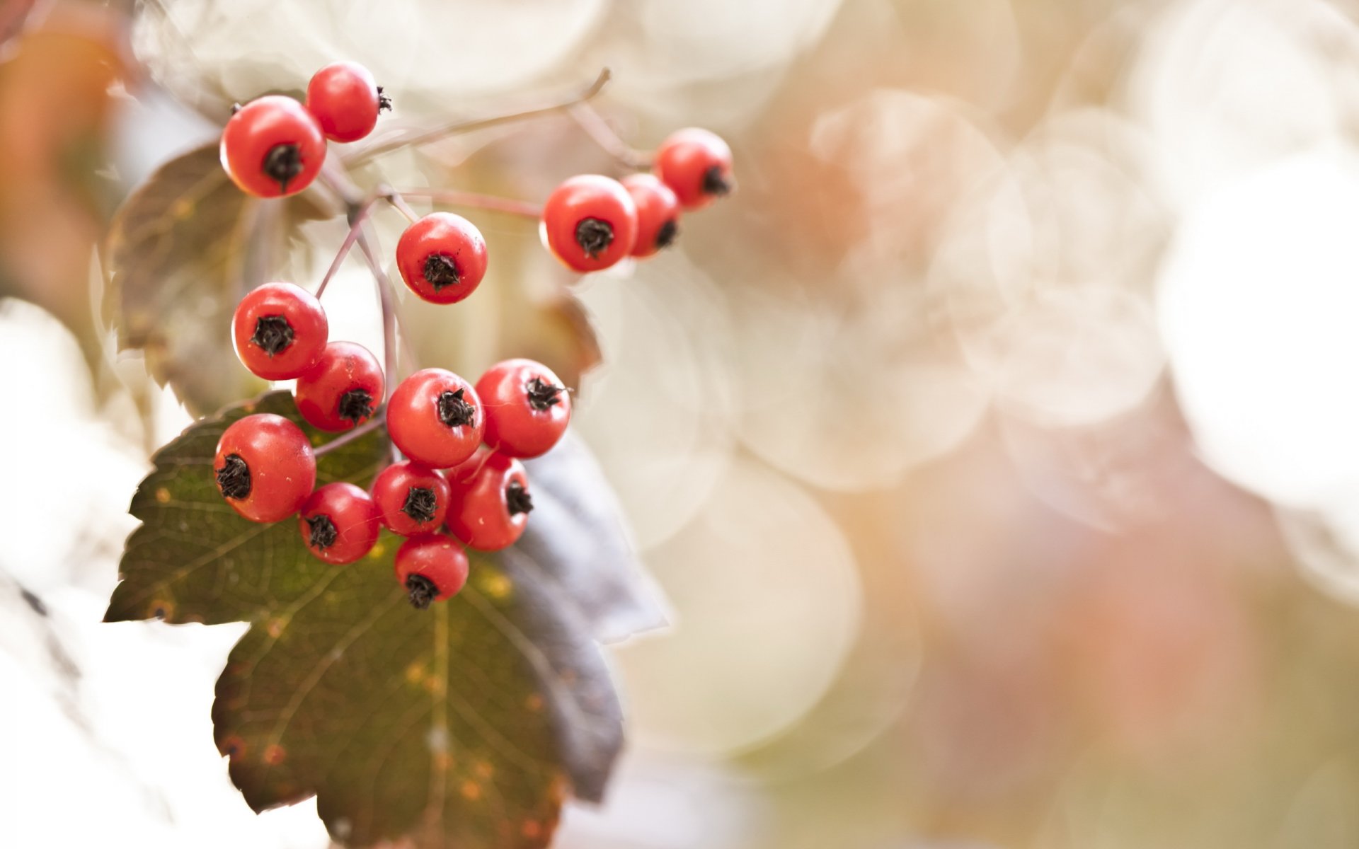 beeren natur hintergrund