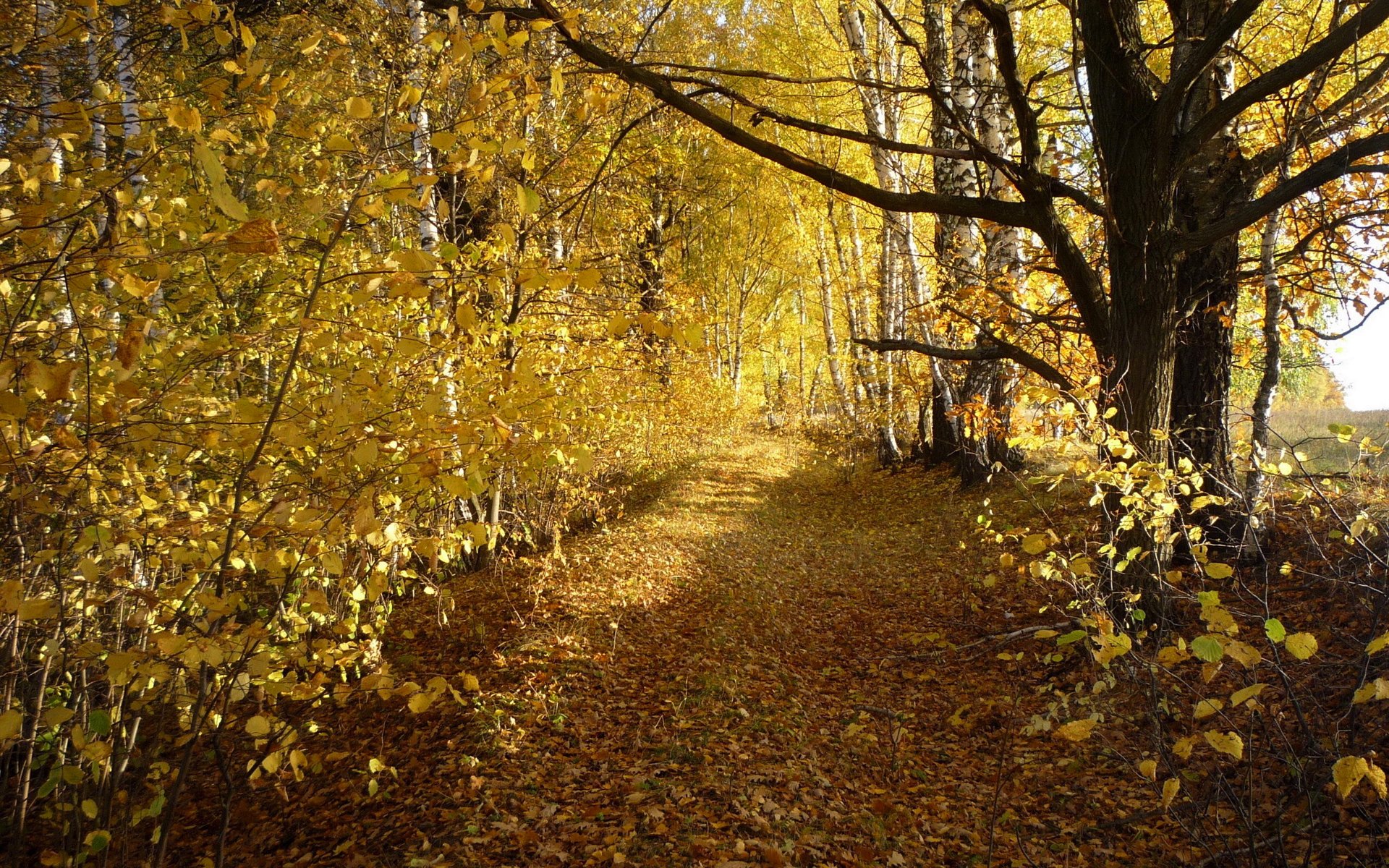 alberi strada autunno betulle foglie boschetto