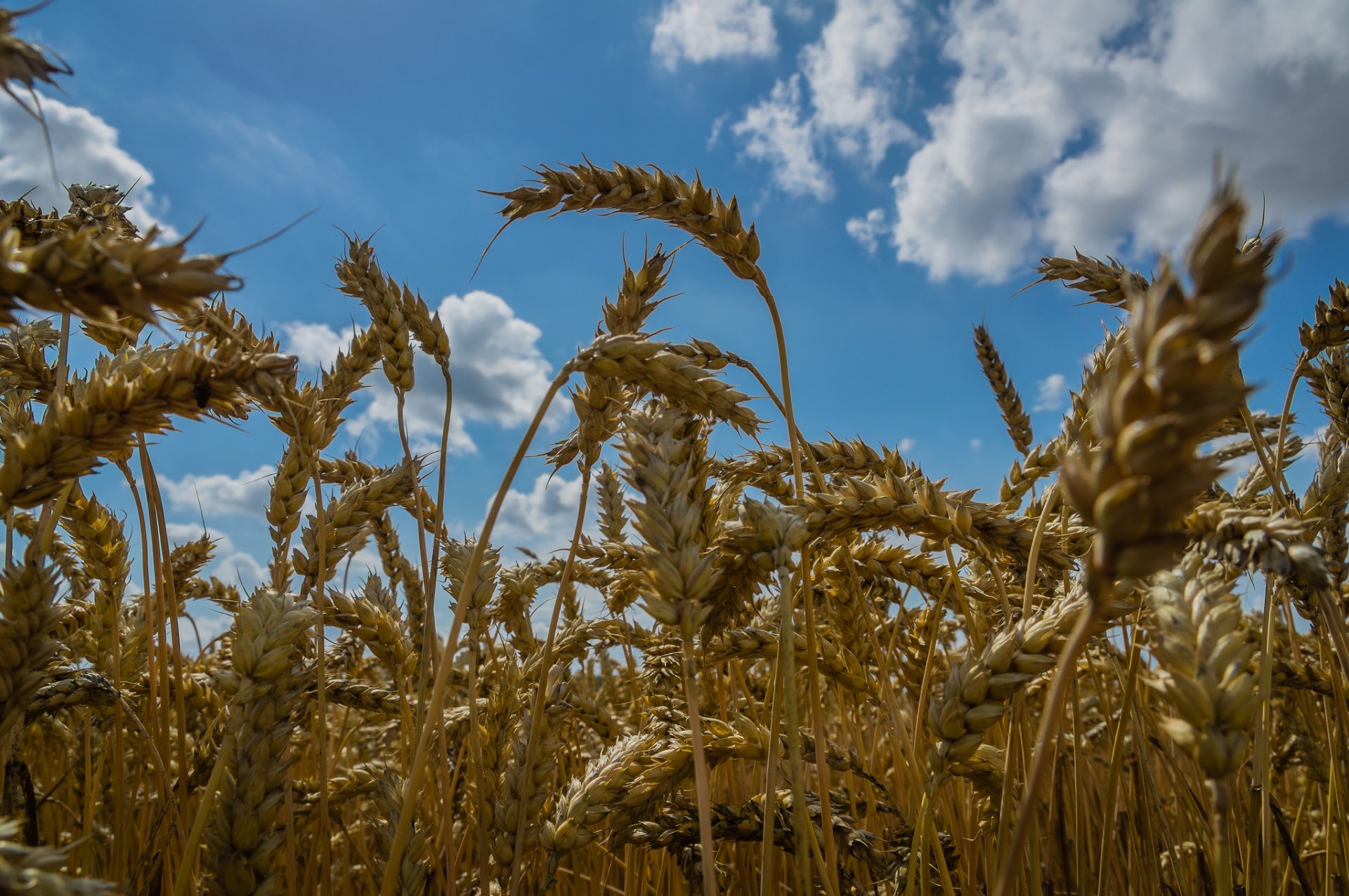 feld weizen ohren himmel