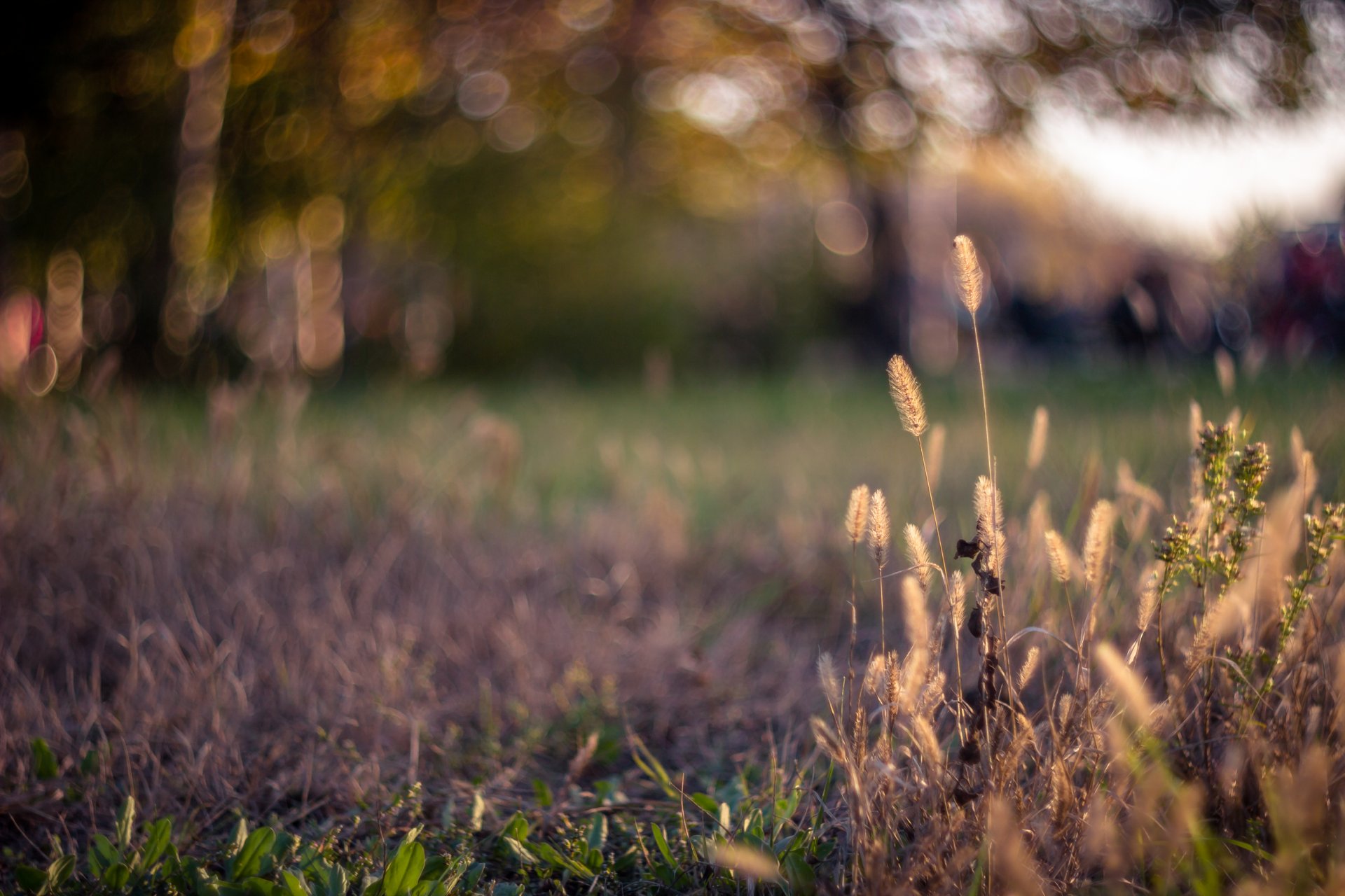 pelouse herbe épillets éblouissement bokeh