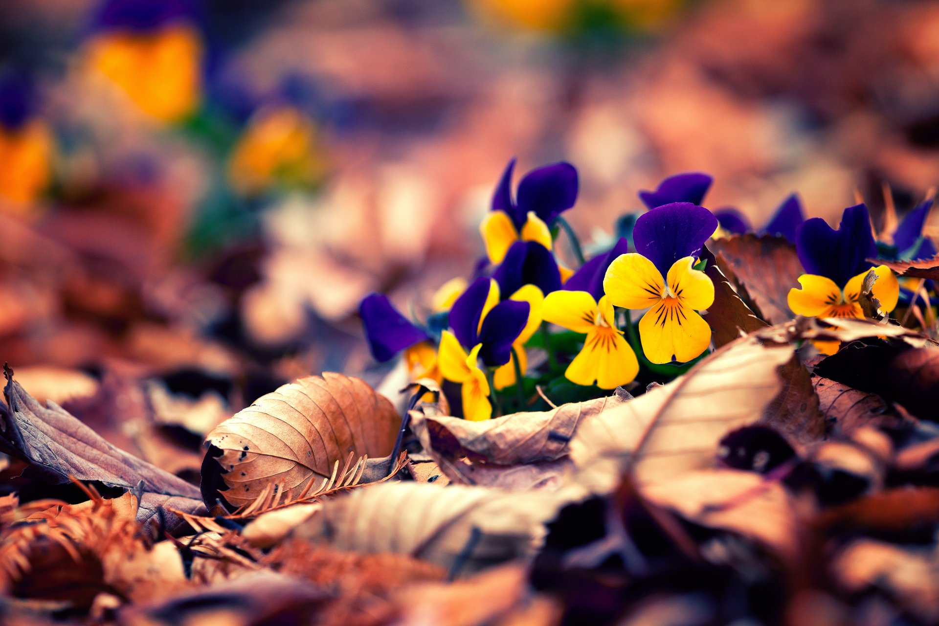 blumen blätter bokeh herbst