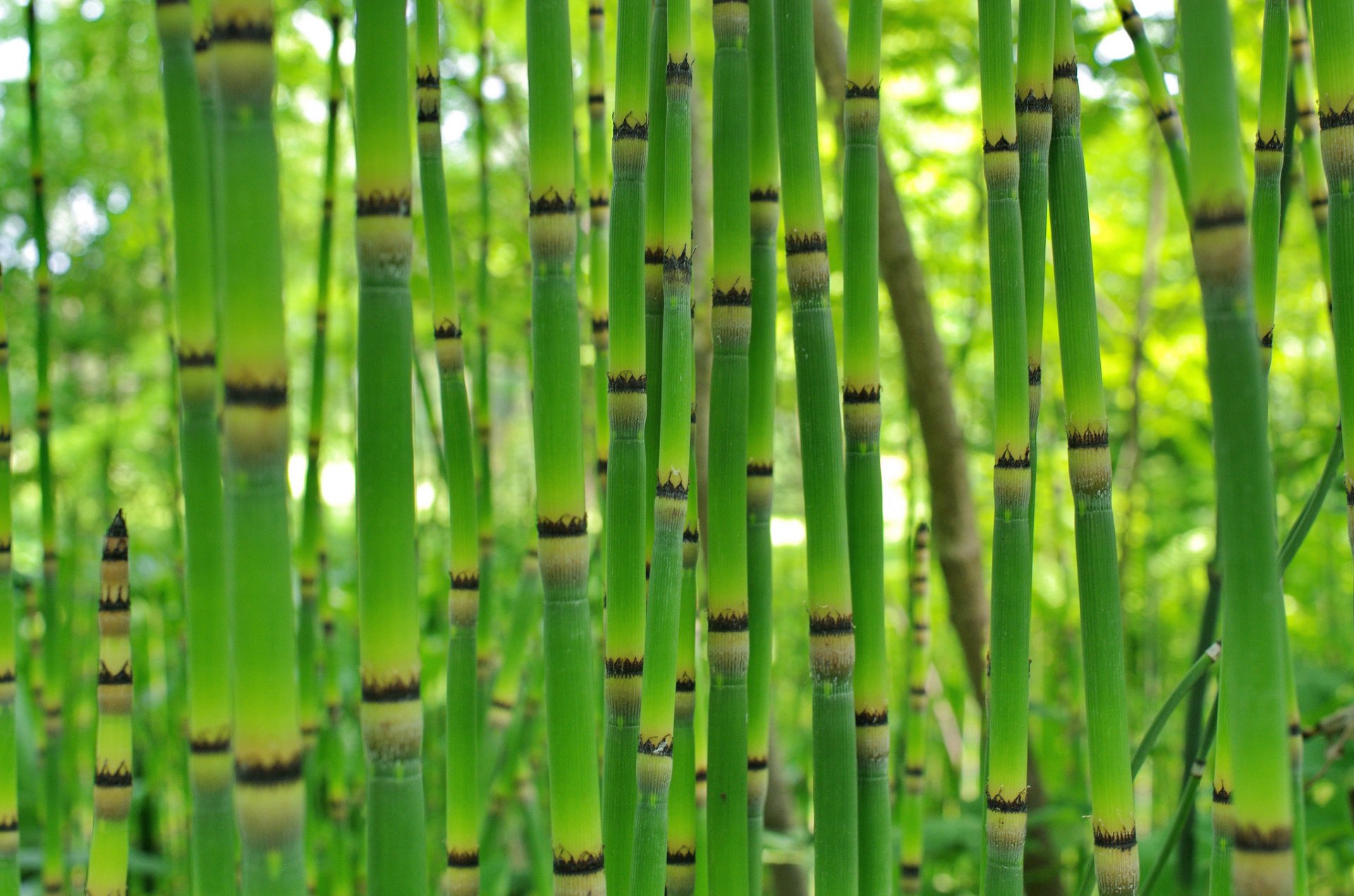 bamboo thickets plant