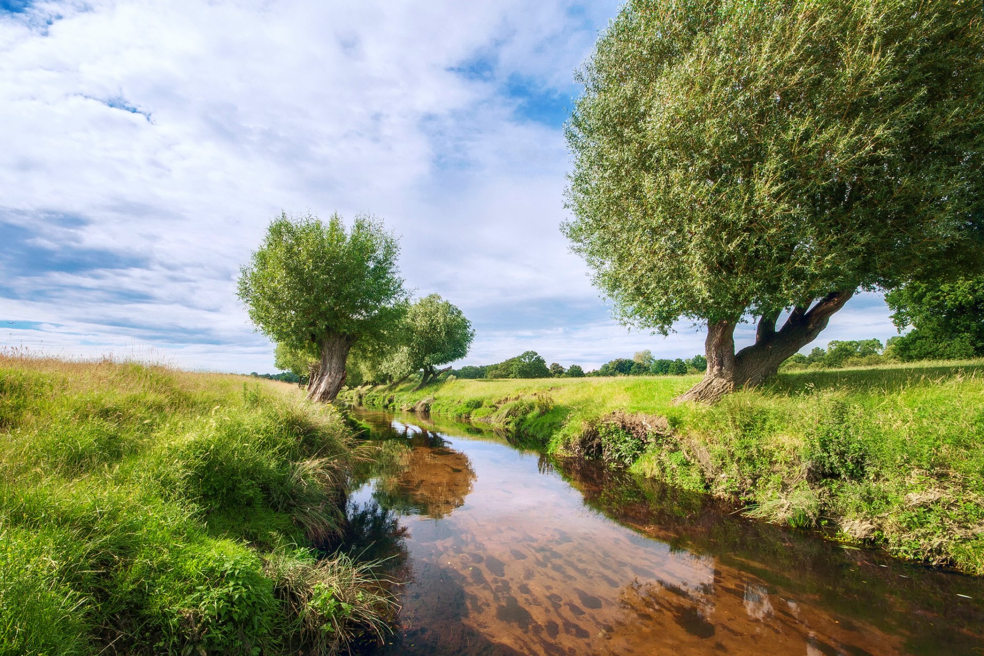 nature river tree willow