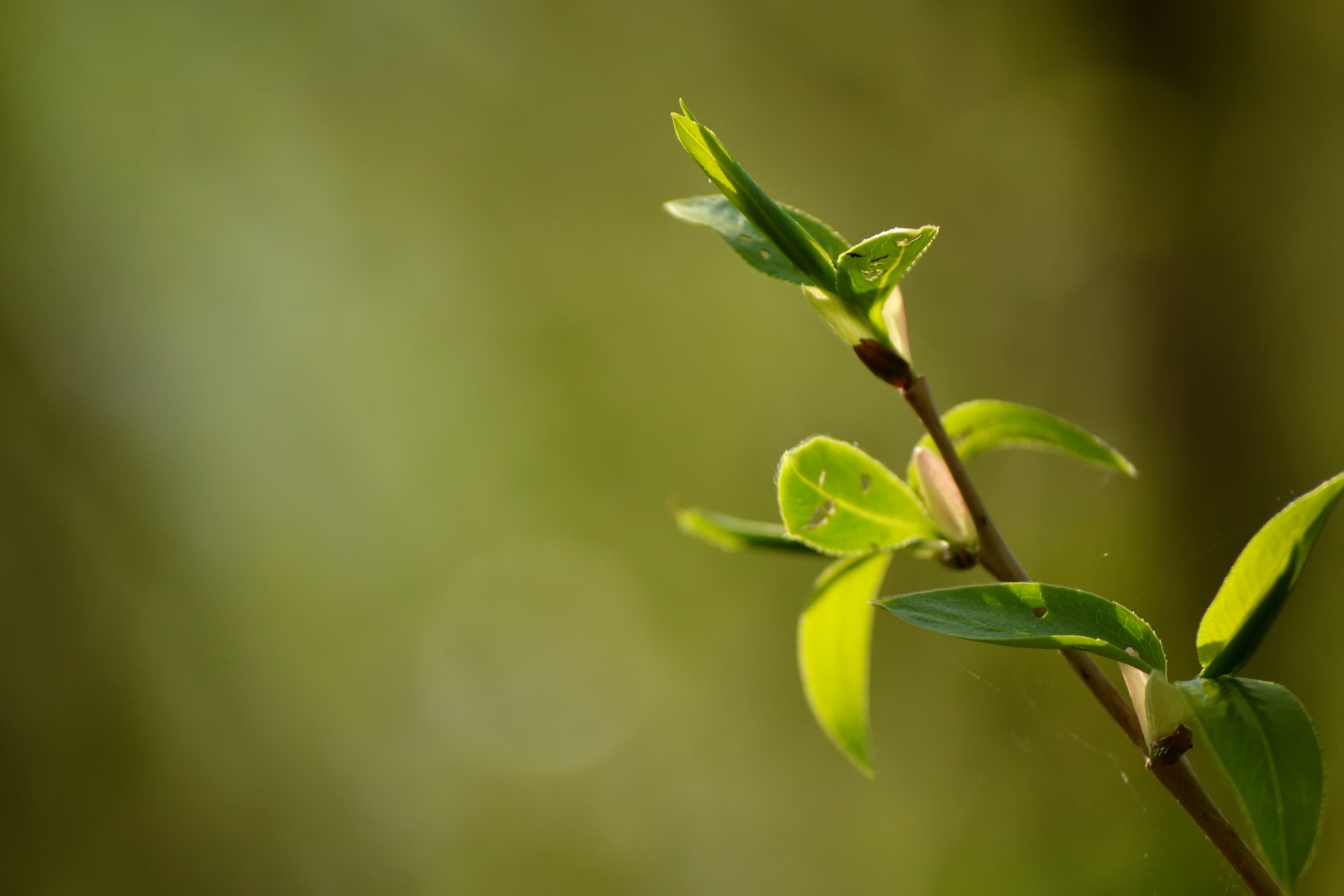 bokeh foglie luce sole primavera