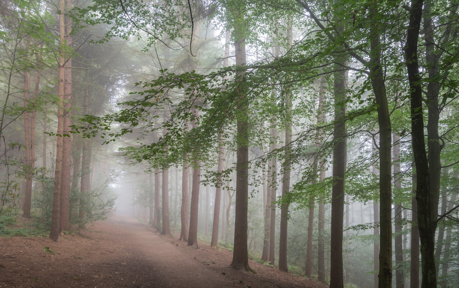 bosque camino árboles niebla