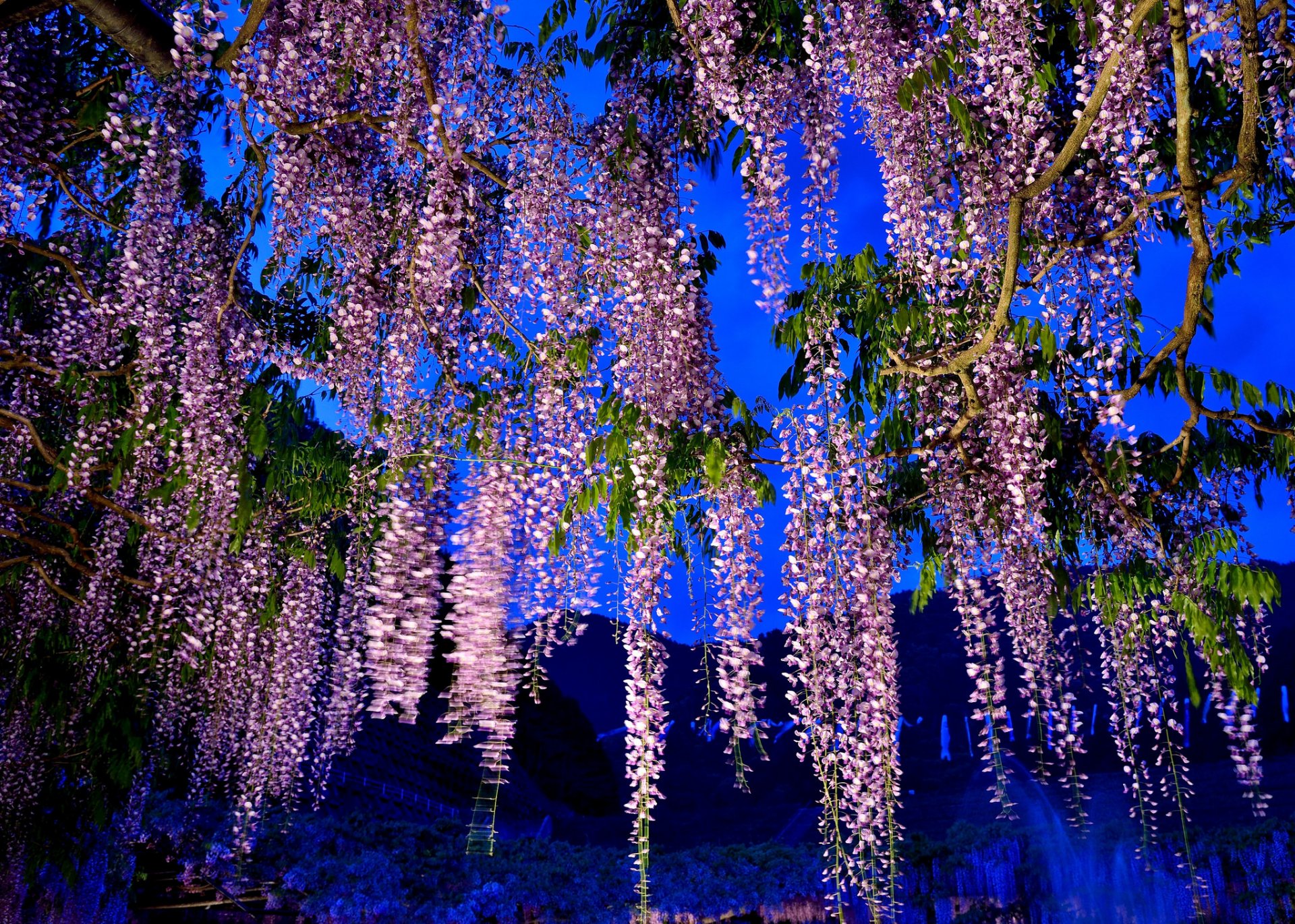 niebo góry drzewo kwiaty wisteria