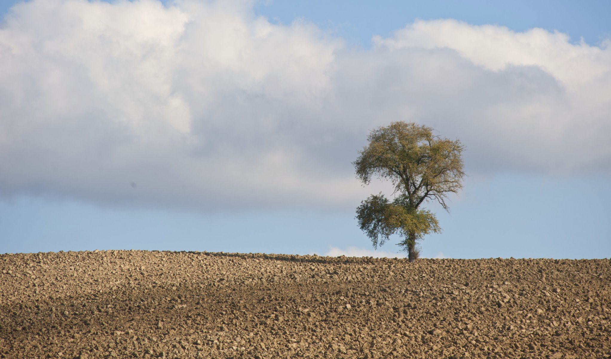 baum himmel wolken