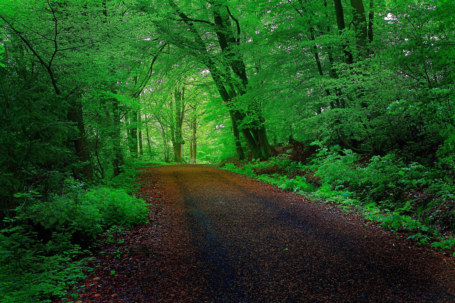 forest tree road tunnel