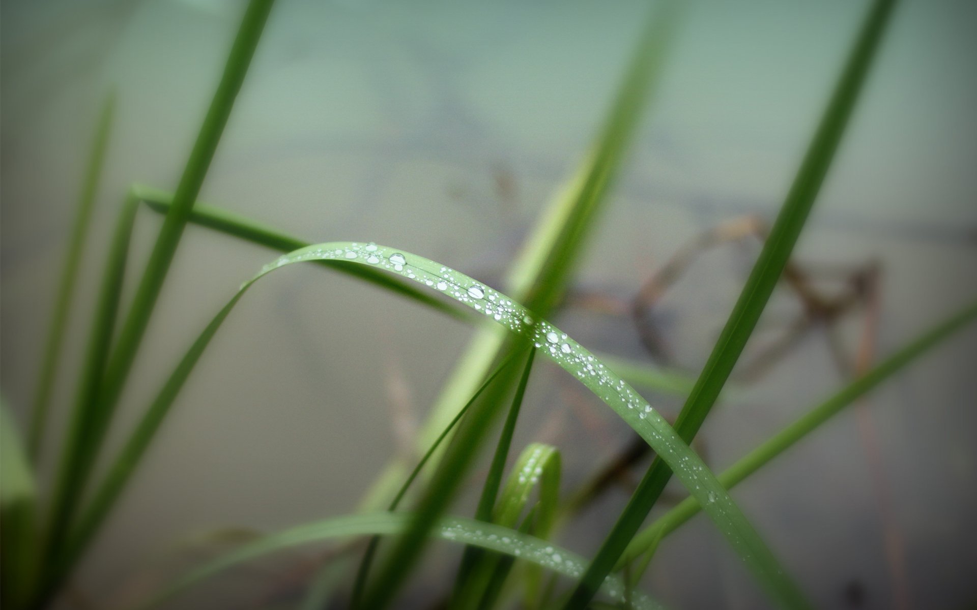 herbe verdure eau gouttes