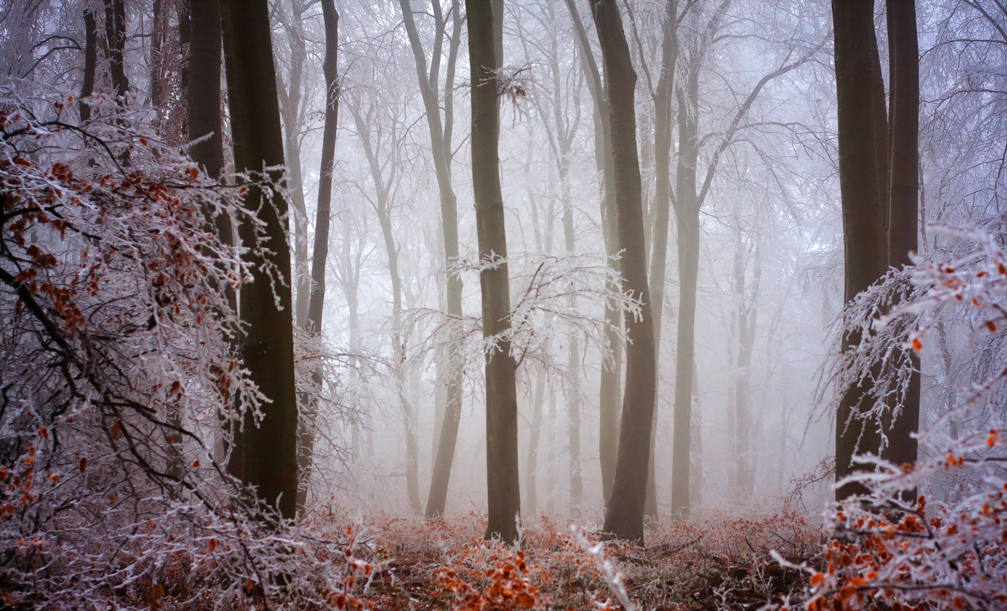 wald natur winter