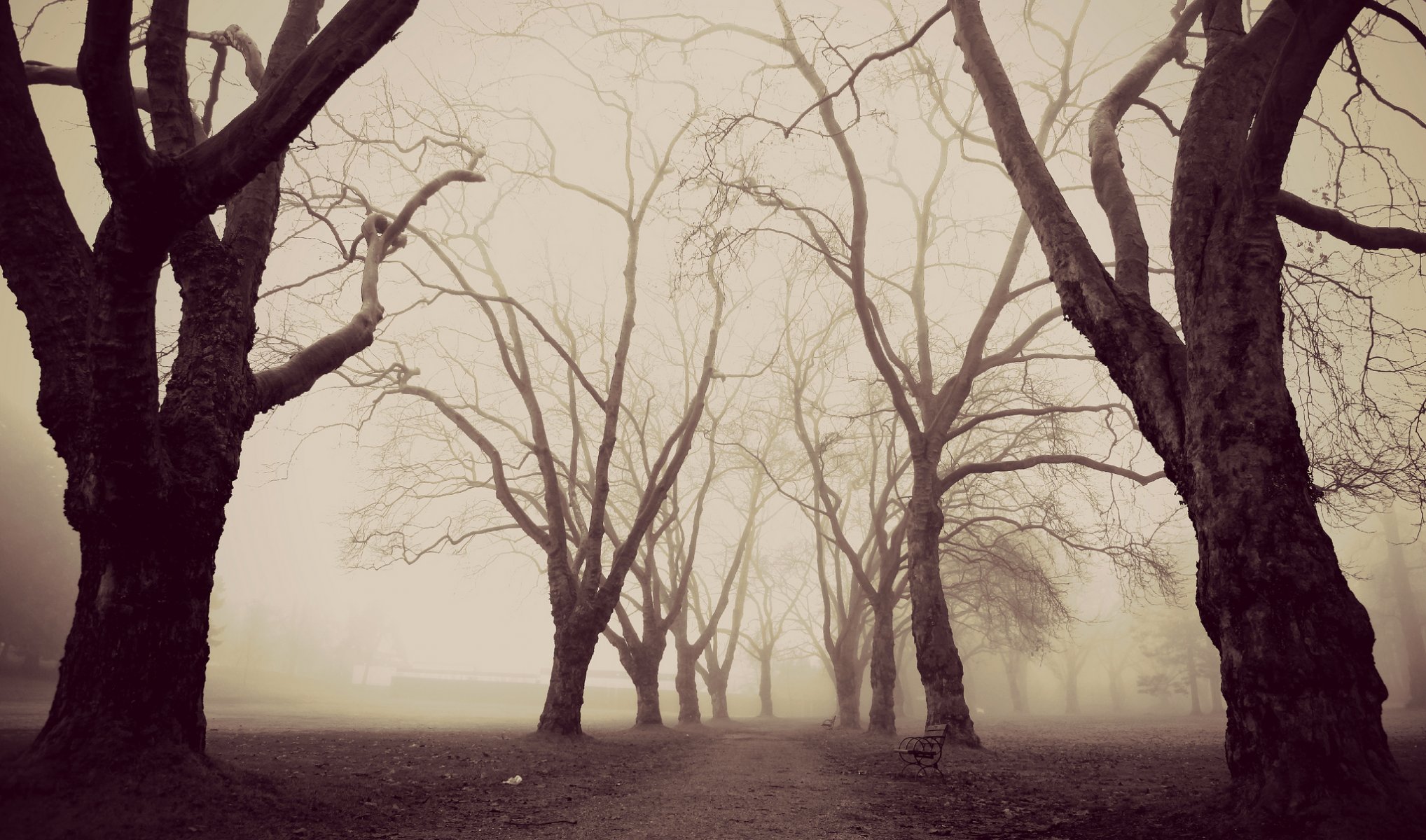 parc arbres brouillard nature