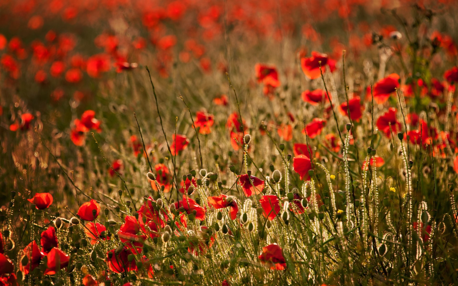 champ coquelicots paysage été nature