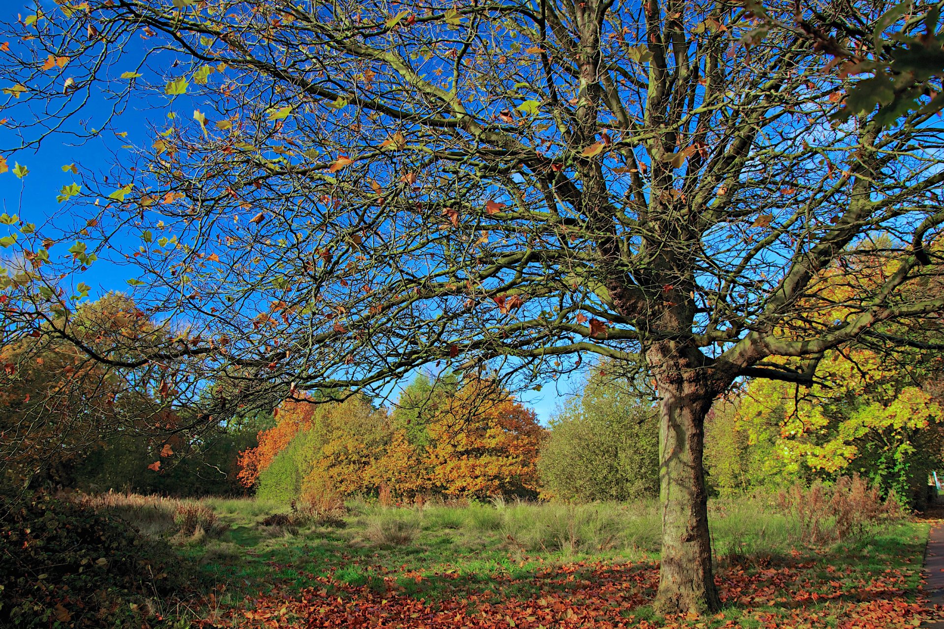 cielo parco foresta alberi foglie autunno