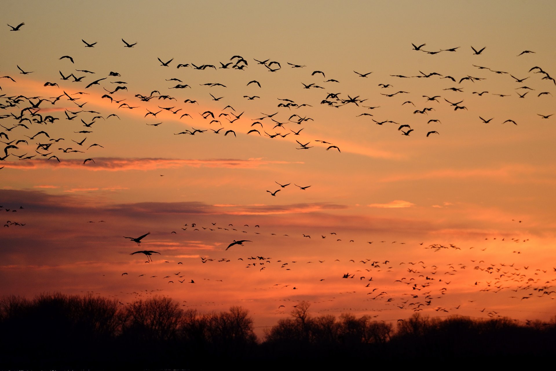 nature ciel oiseaux silhouettes vol coucher de soleil