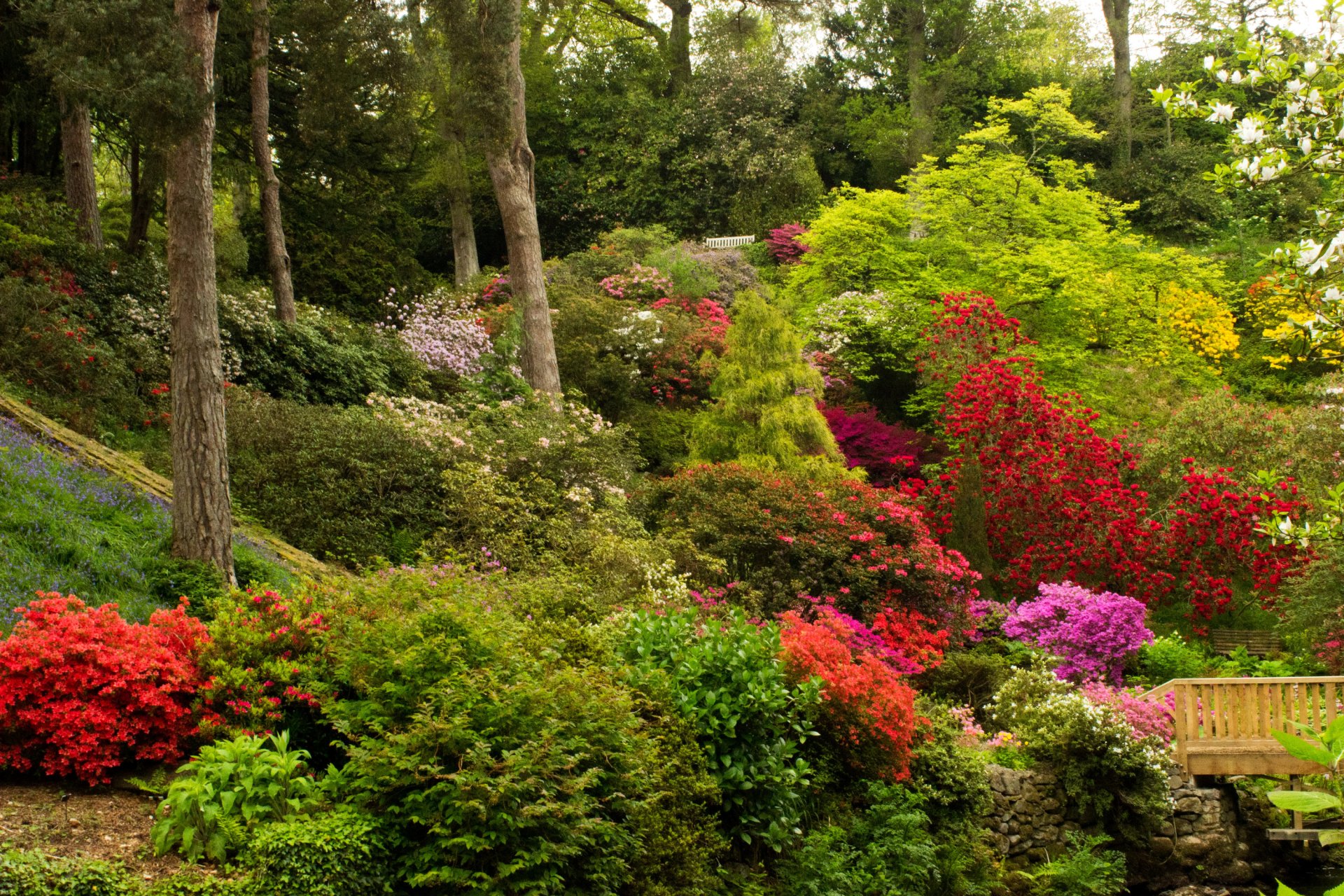 regno unito bodnant gardens galles parco giardino alberi cespugli fiori azalea