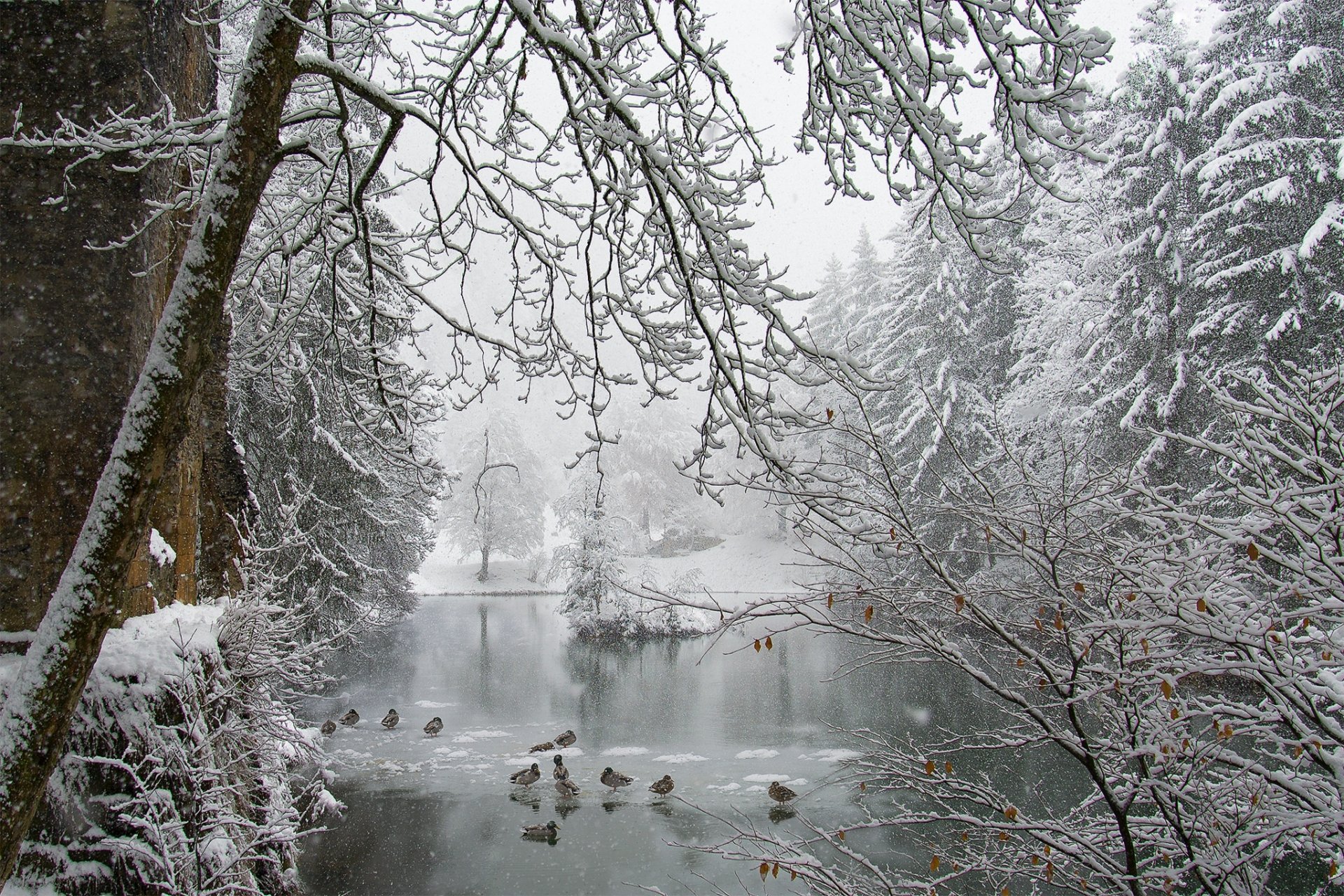 park pond ice snow winter ducks snowfall