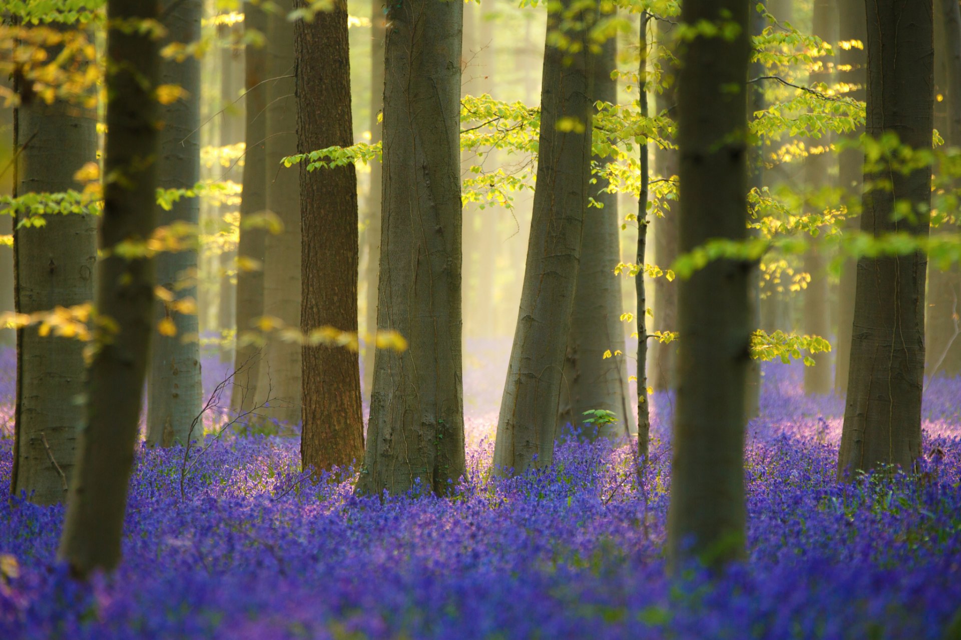 natura primavera alberi foresta fiori luce