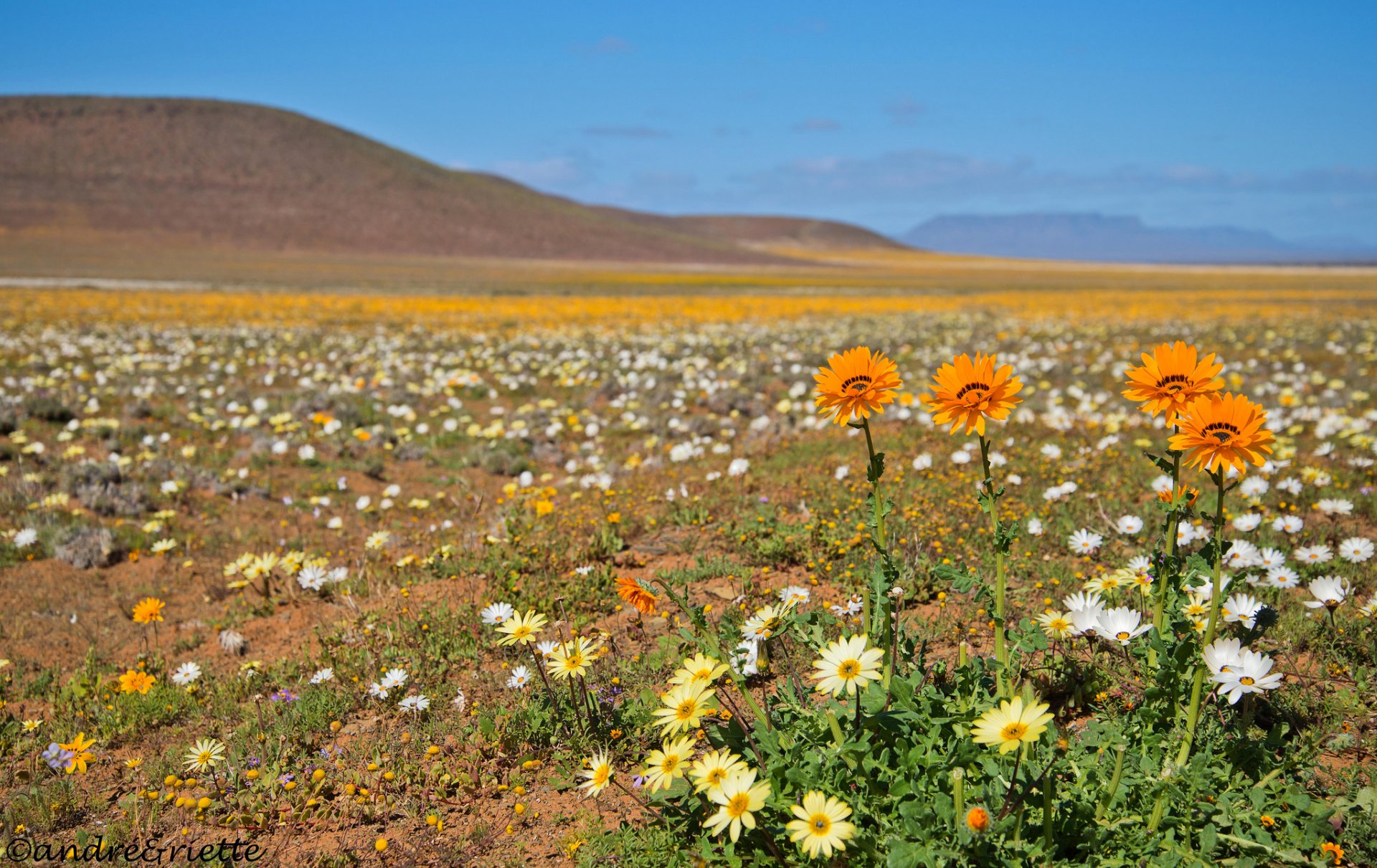 himmel berge wiese blumen