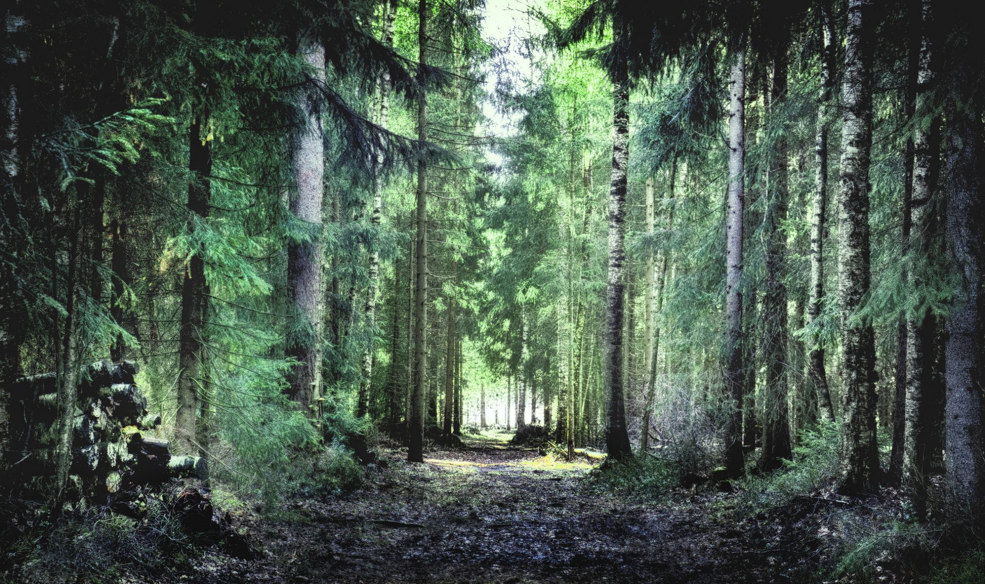 wald bäume laub gras sommer