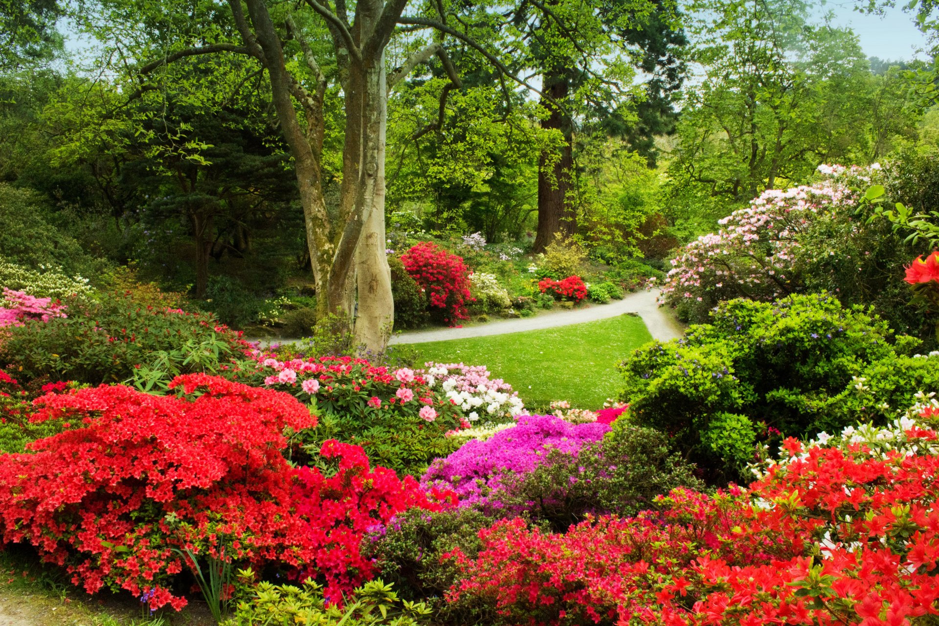 royaume-uni bodnant jardins pays de galles jardin arbres buissons herbe verdure chemins fleurs multicolore azalée