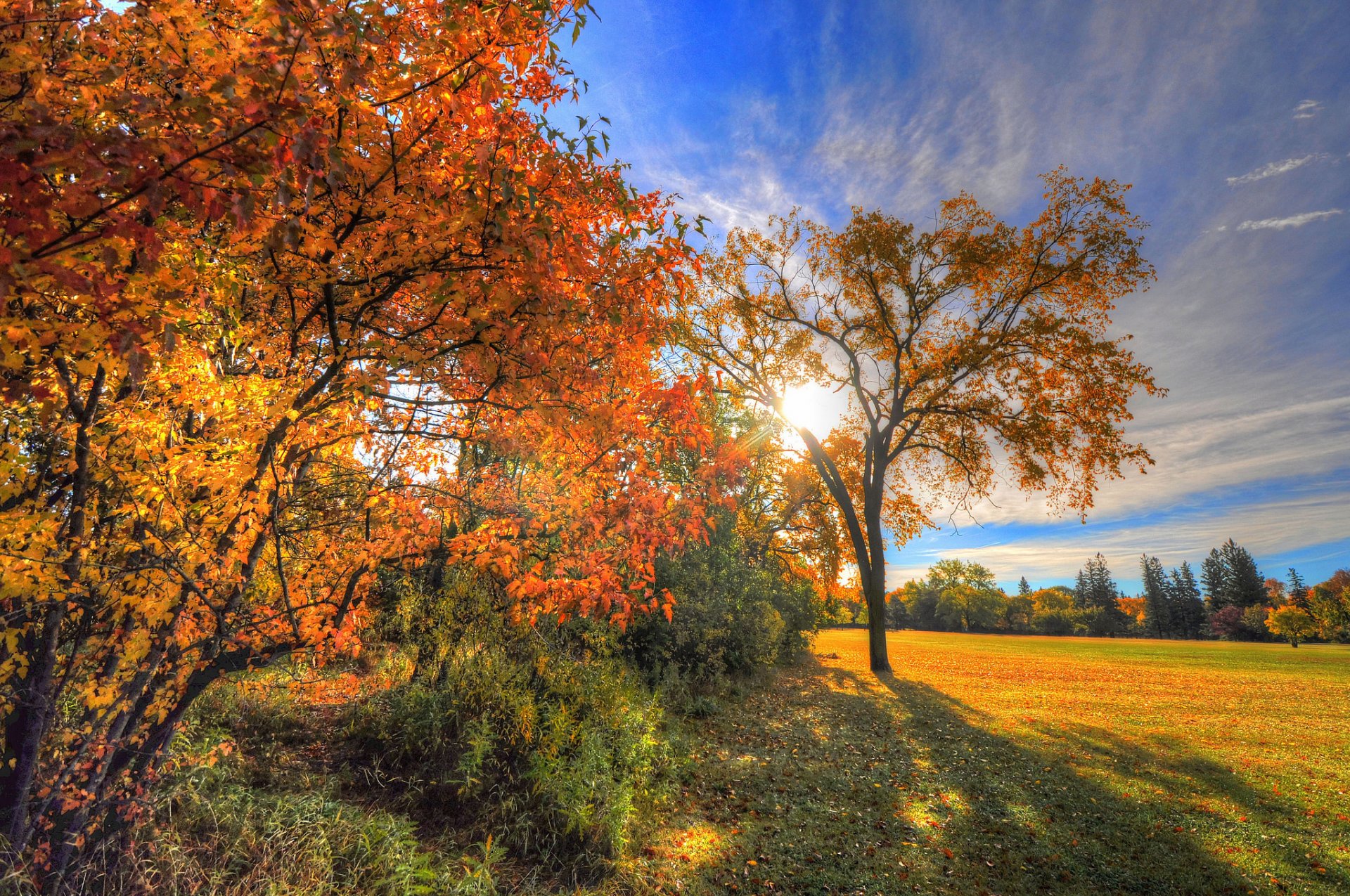 himmel wolken strahlen bäume feld gras blätter herbst