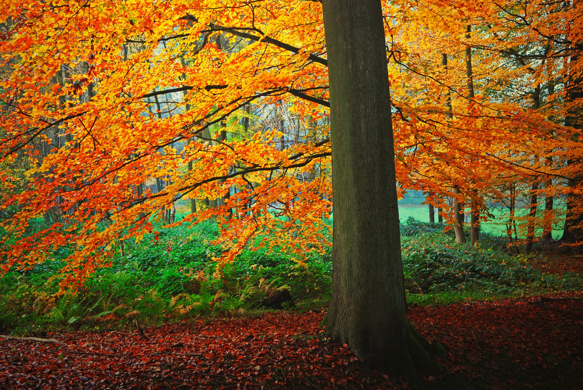 wald baum büsche blätter herbst