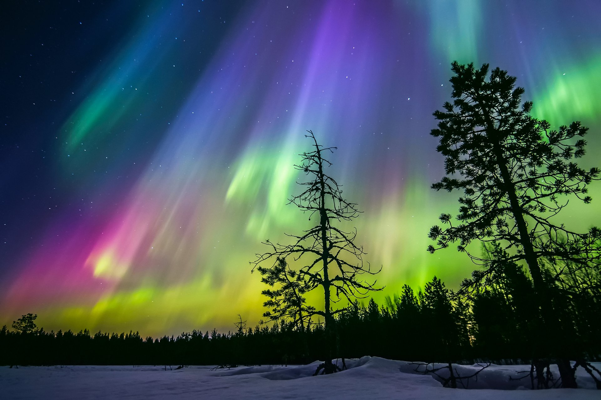 finlande hiver nuit ciel étoiles aurores boréales neige forêt arbres silhouettes