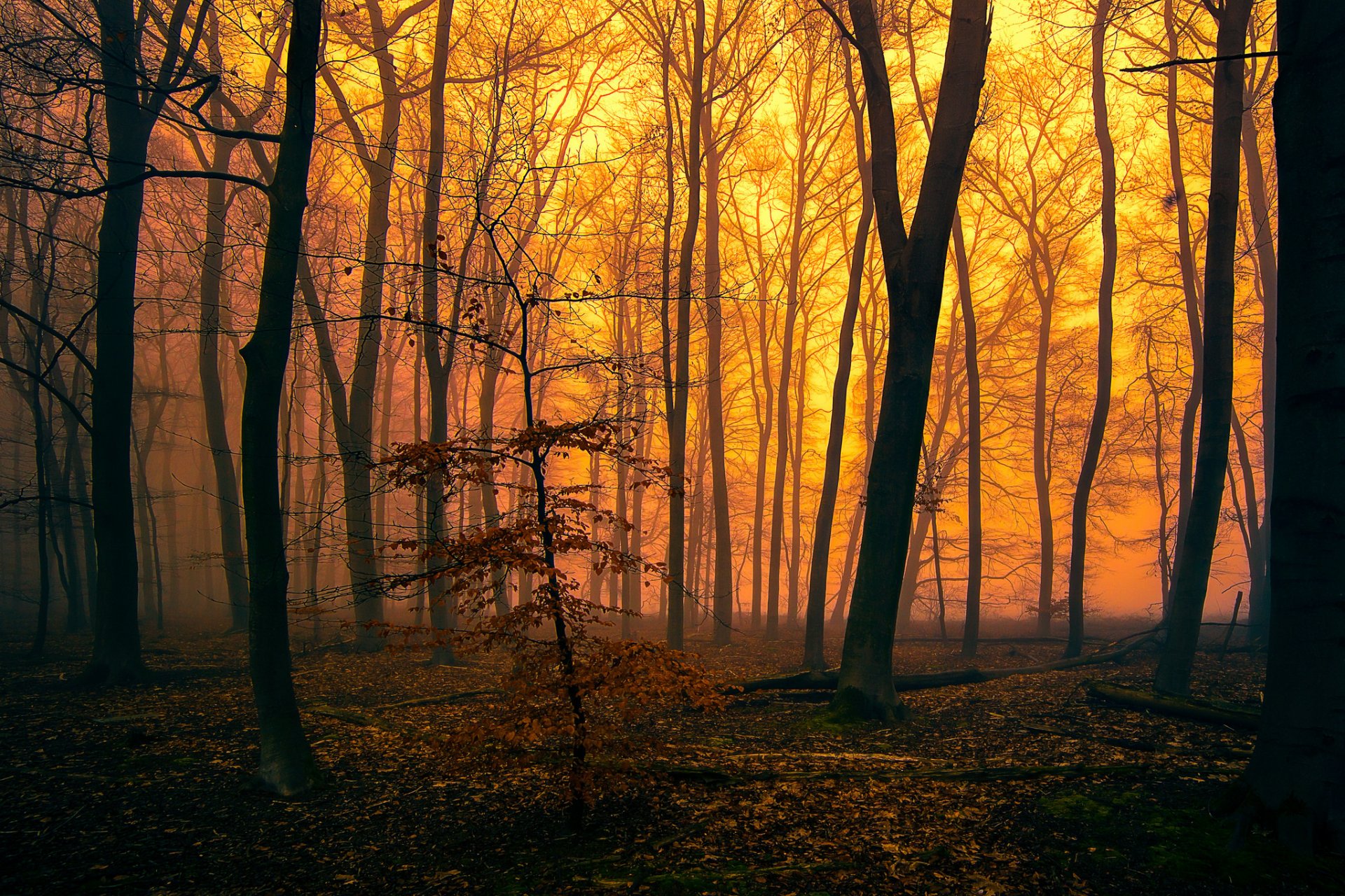 wald bäume abend nebel glühen herbst