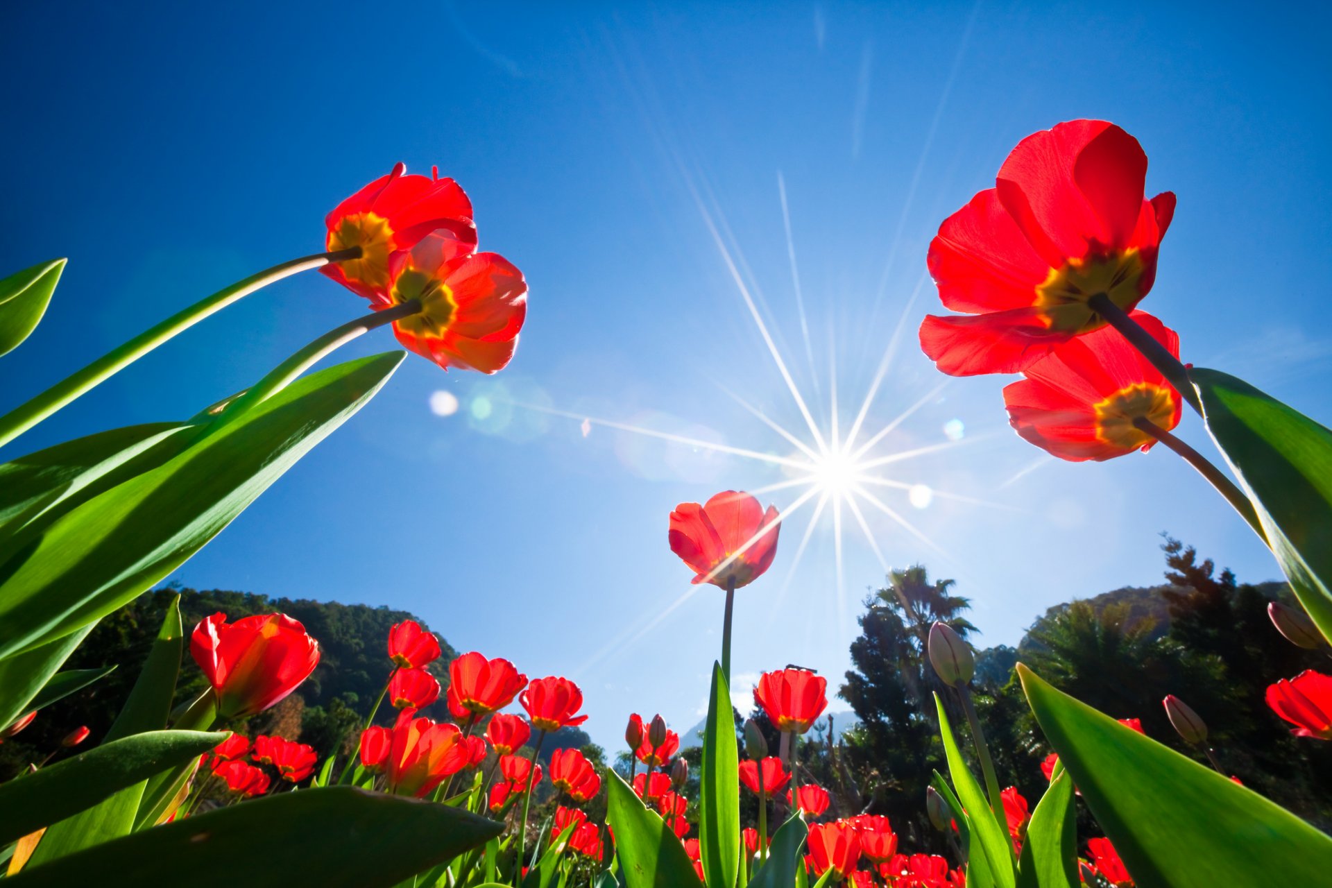 arbres ciel soleil rayons fleurs tulipes