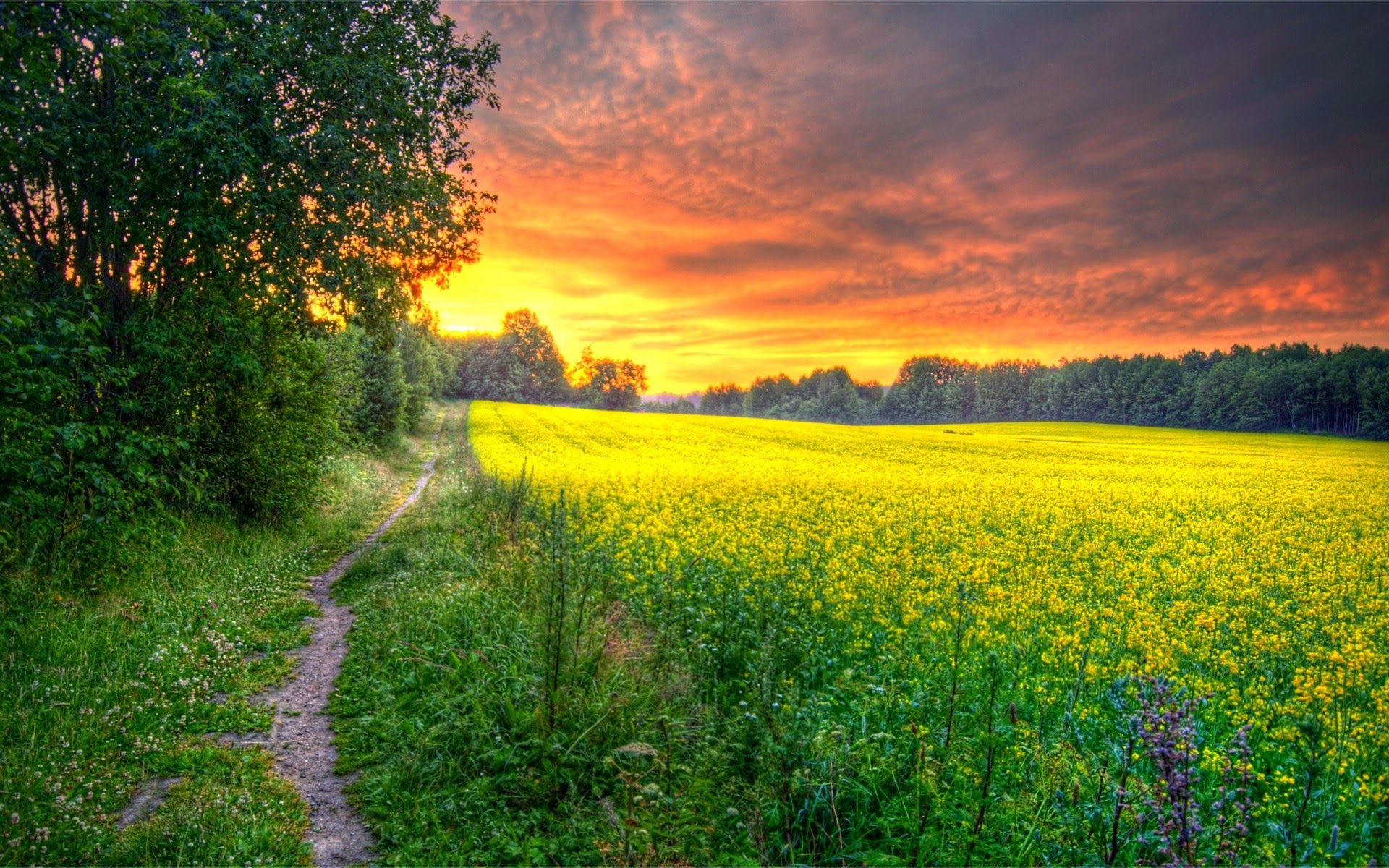 aube matin soleil champ herbe forêt fleurs route