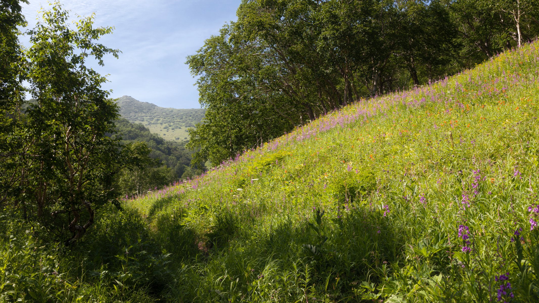 russia kamchatka kamchatka hills slope grass trees greenery