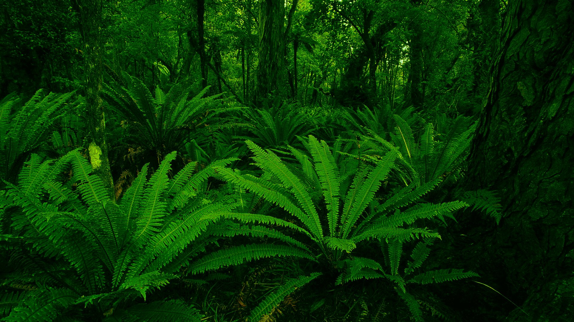 pflanzen grün blatt wald