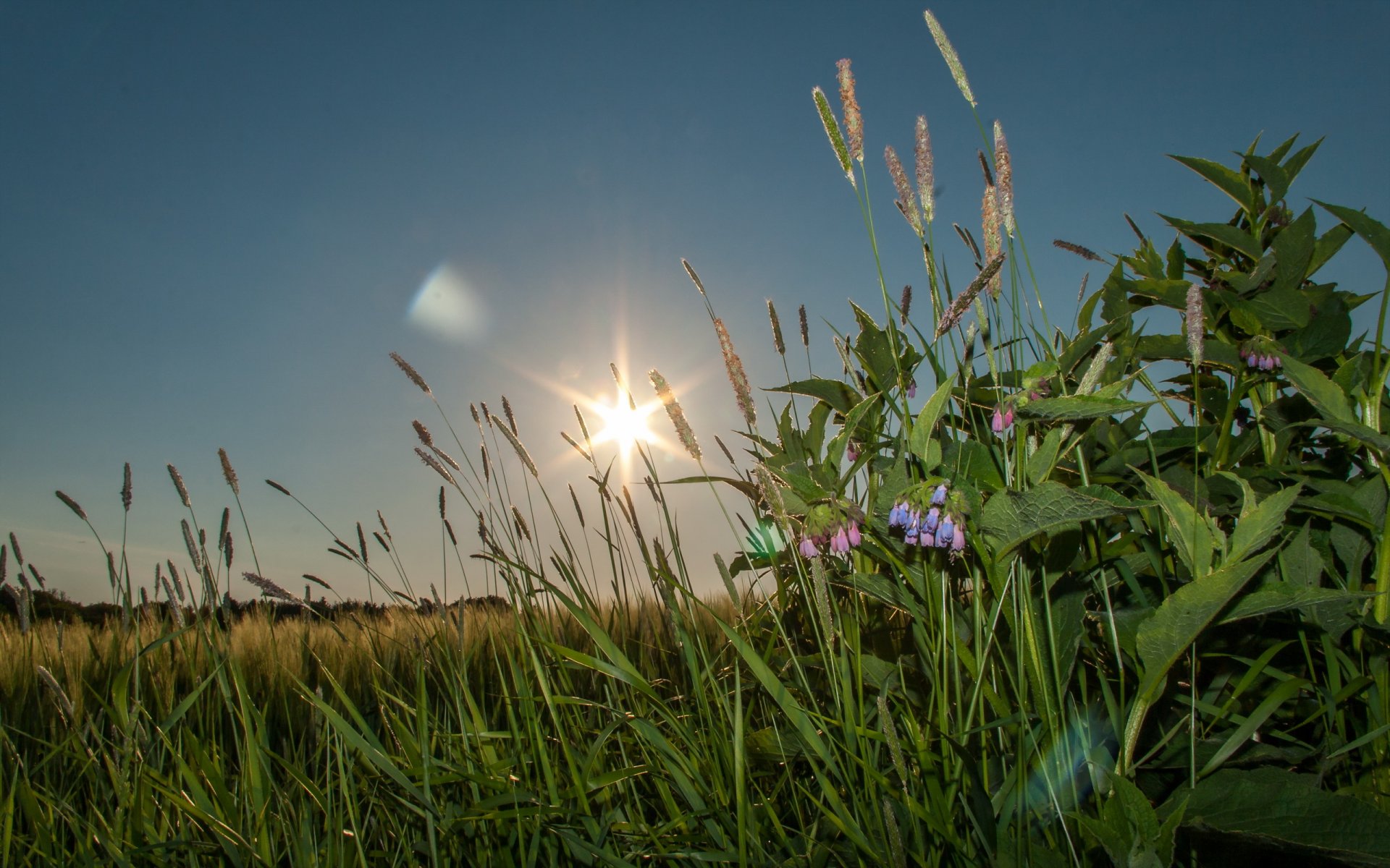 erba tramonto natura