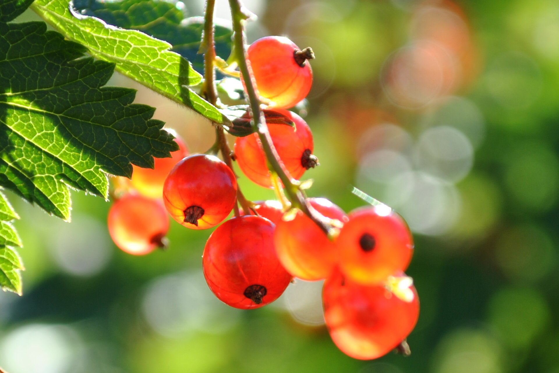 naturaleza verano bayas grosellas