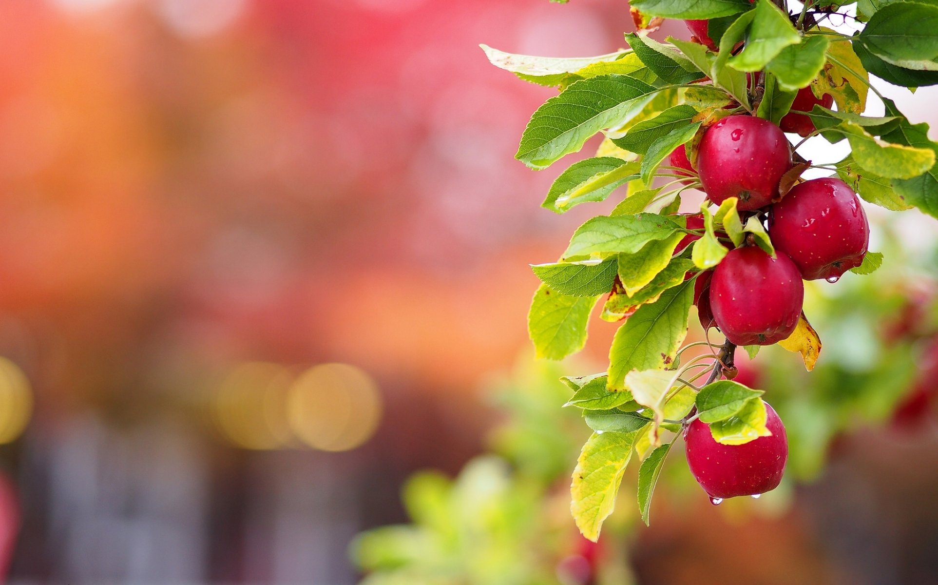 branche de pommier branche pommes feuilles