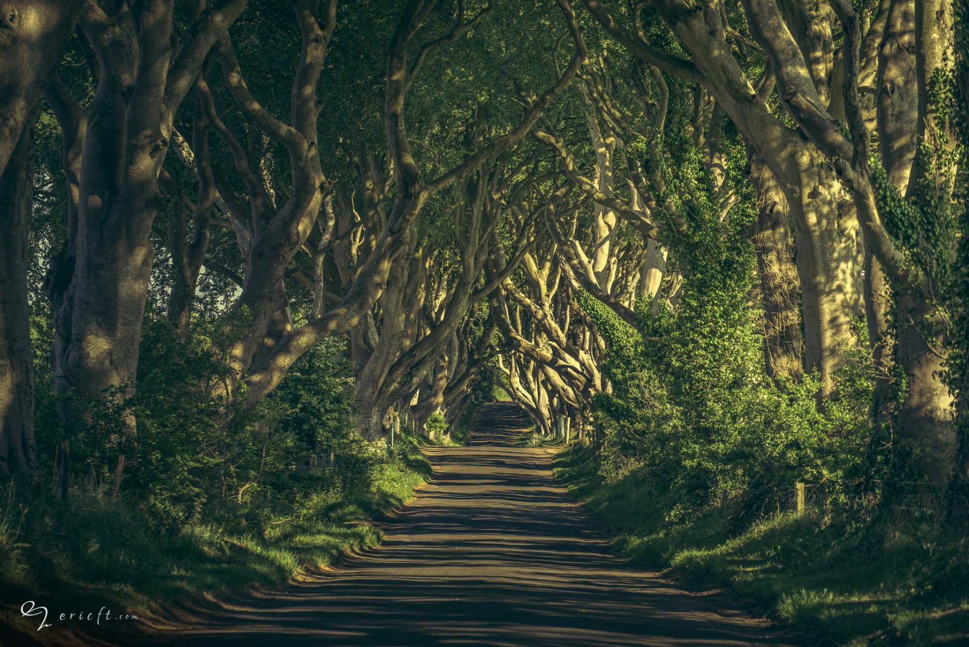 camino árboles naturaleza ramas