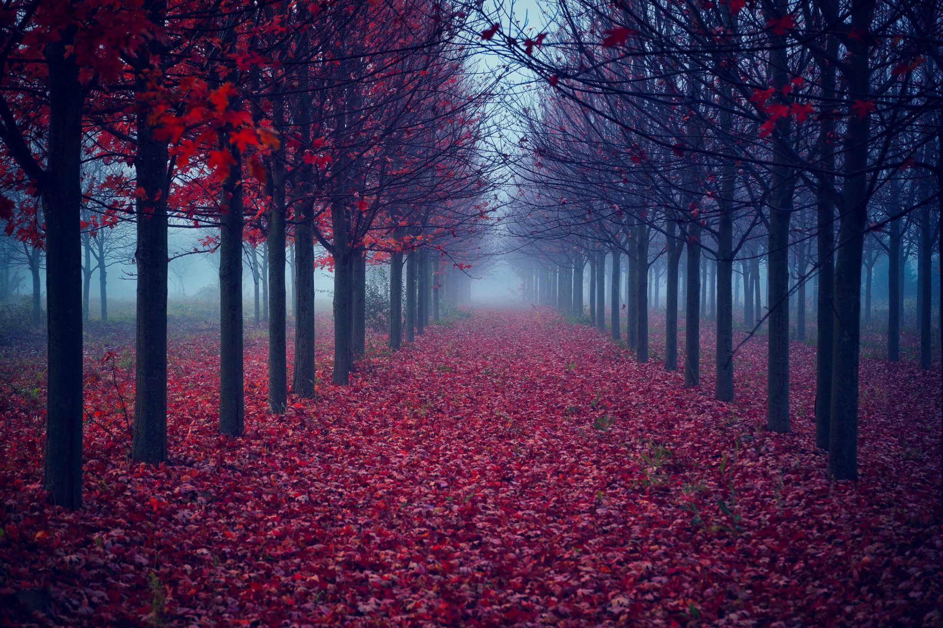 alberi foglie nebbia autunno