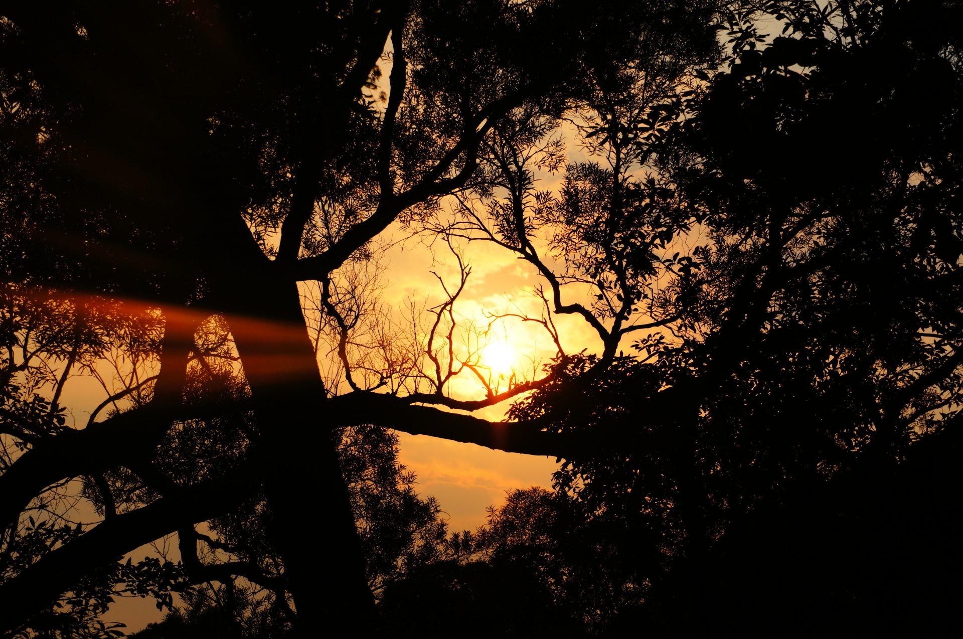 tree foliage sun cloud