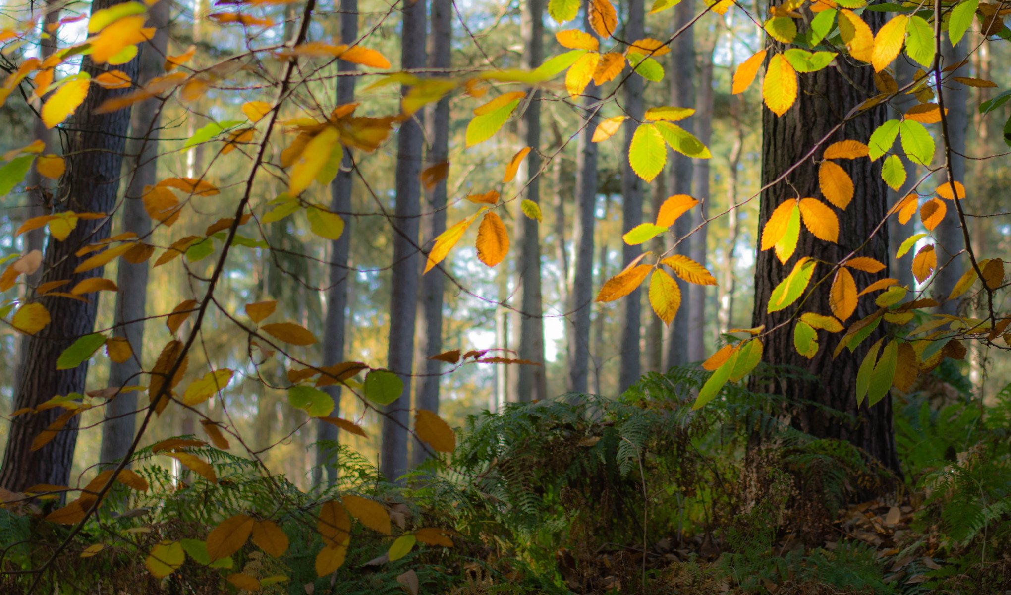 wald bäume blätter herbst nebel