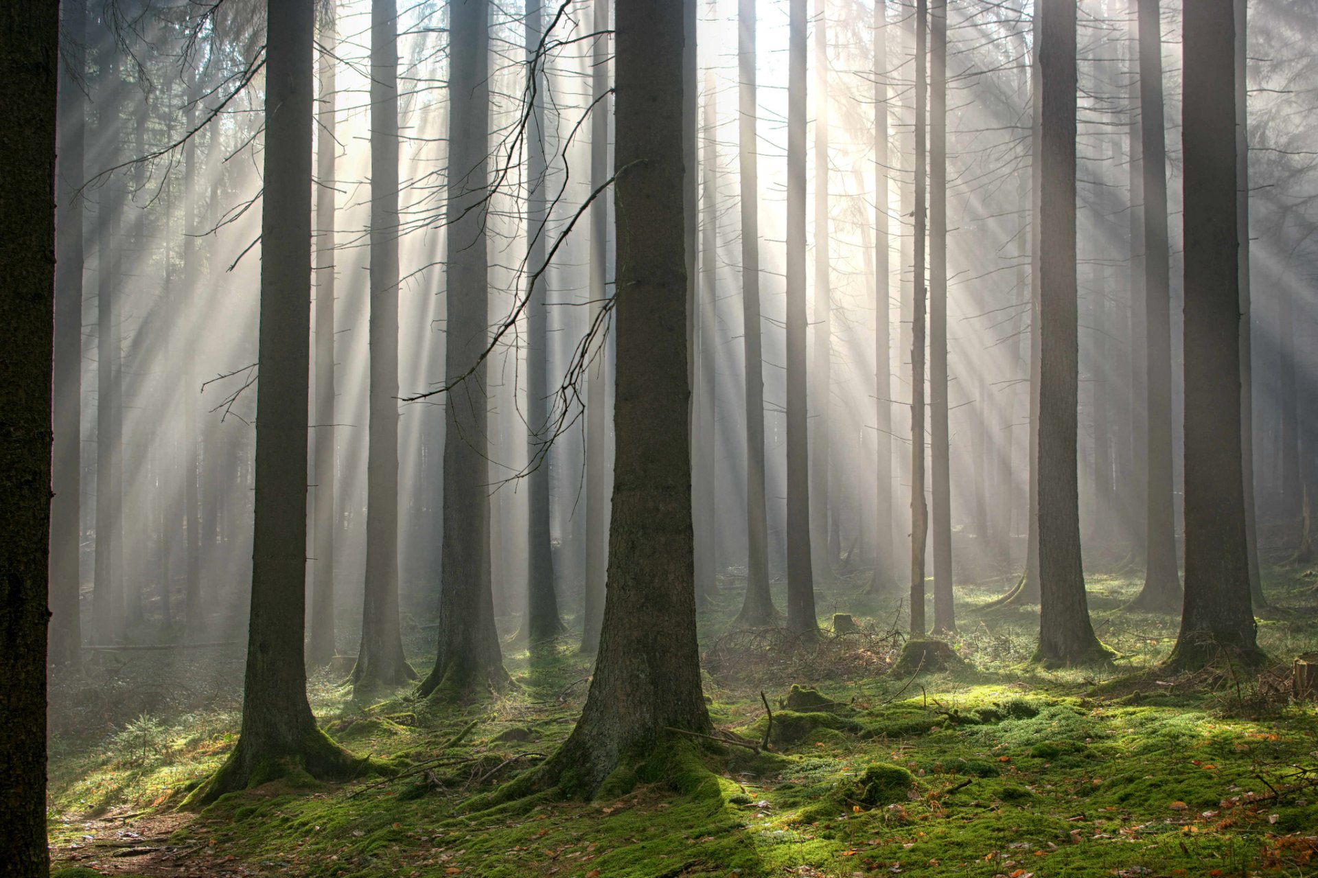 forêt brouillard lumière rayons automne