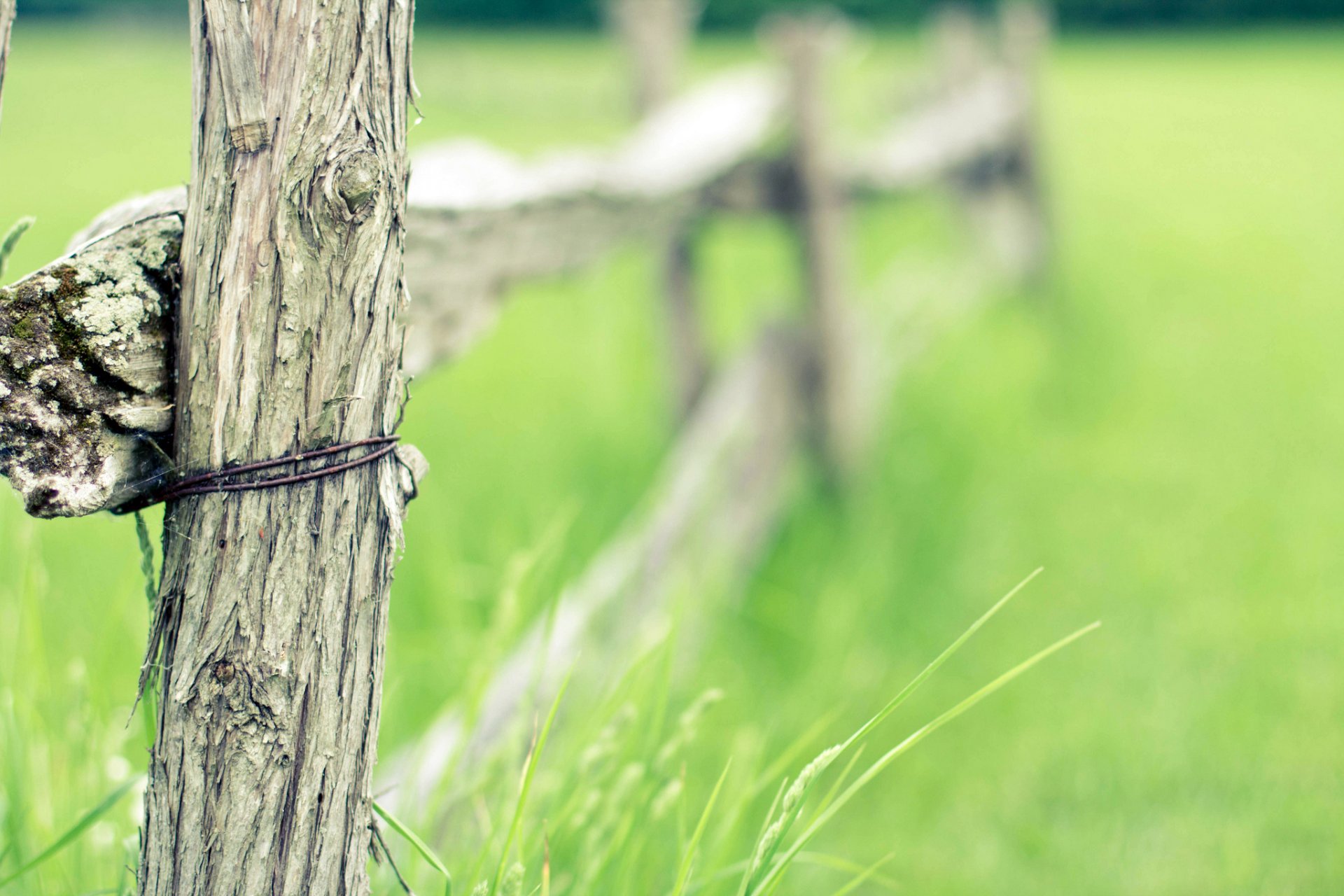 zaun hecke baum draht gras feld sommer