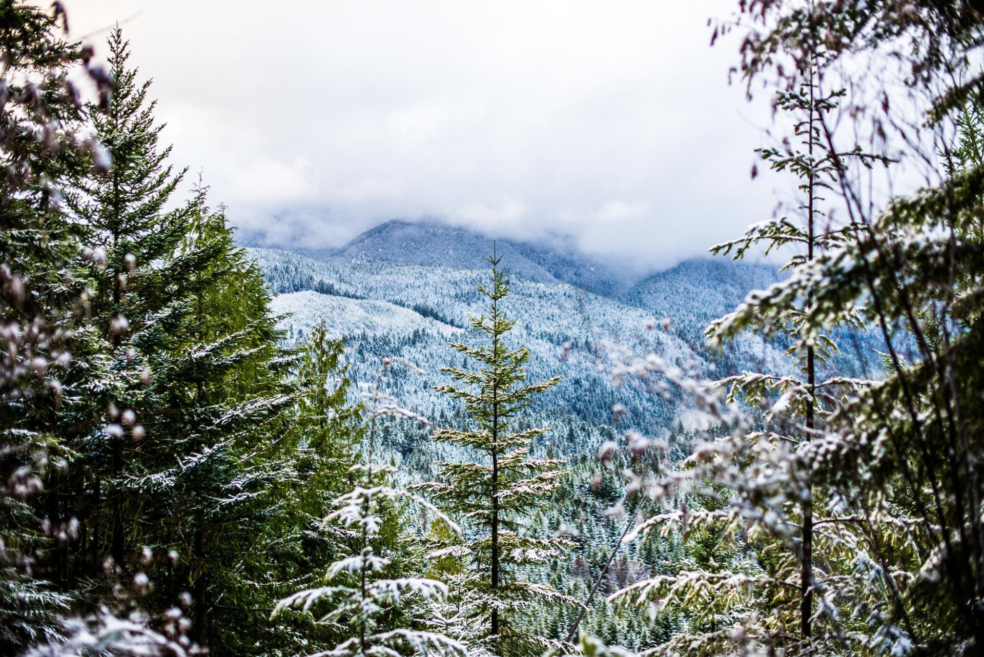 winter schnee wald berge bäume nebel kälte