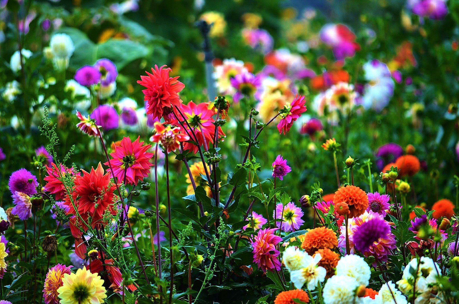 prato giardino fiori petali gambo foglie