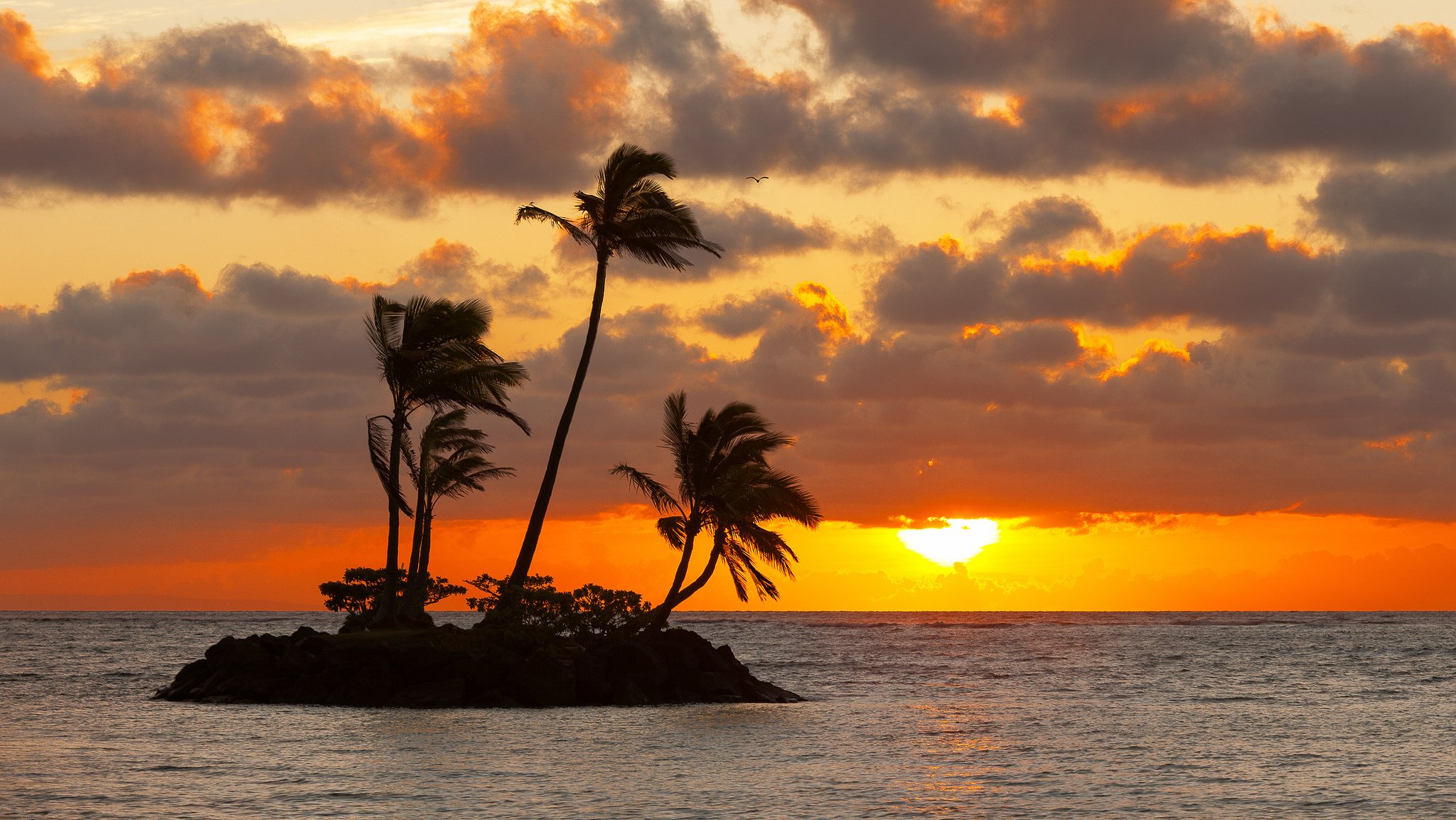 ky clouds sun sunset sea island palm