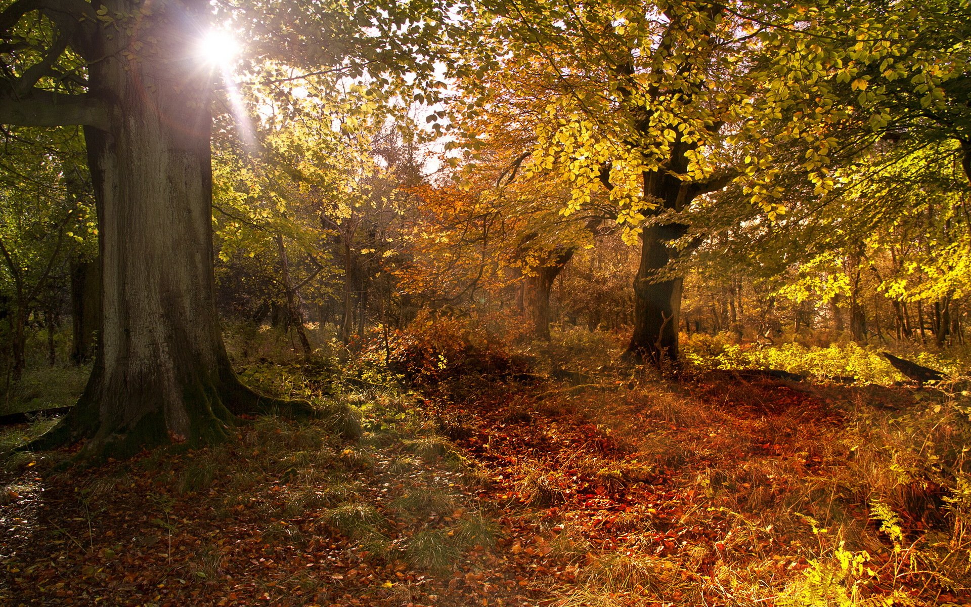 wald herbst natur