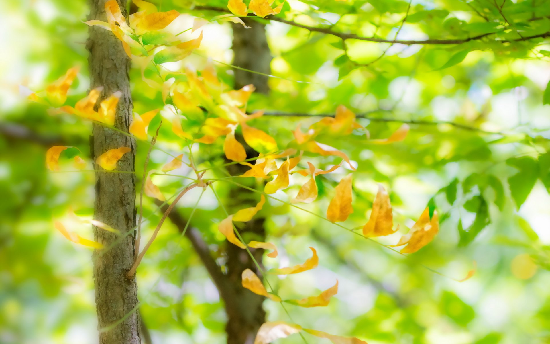 blätter natur sommer